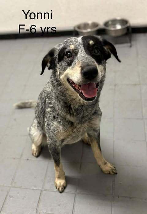 Enlarge Yonni, a Adoptable mixed breed in Waunakee, WI image 6/6