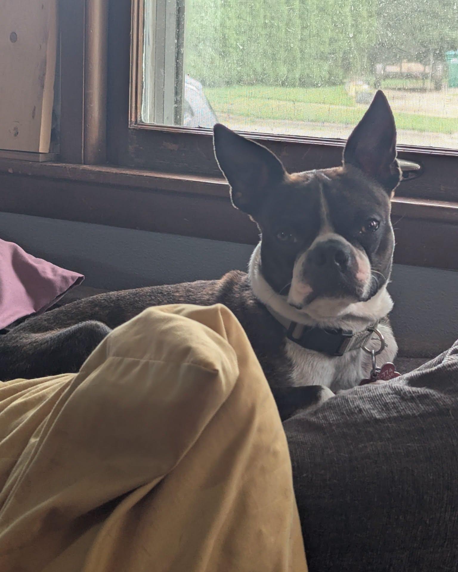 Conan, a ADOPTABLE Boston Terrier in Waukesha, WI image 2/2