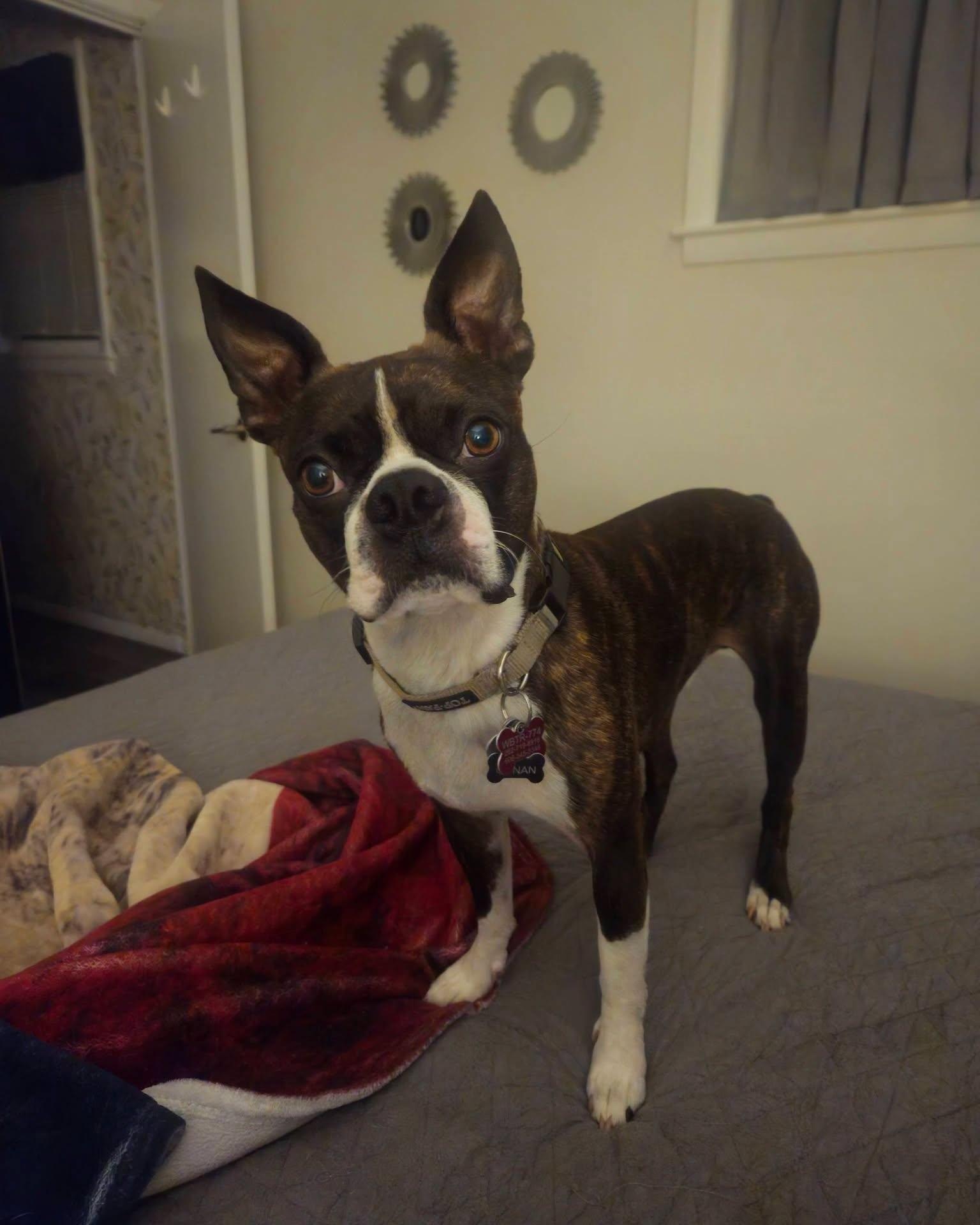 Conan, ADOPTABLE, Adult Male Boston Terrier.
