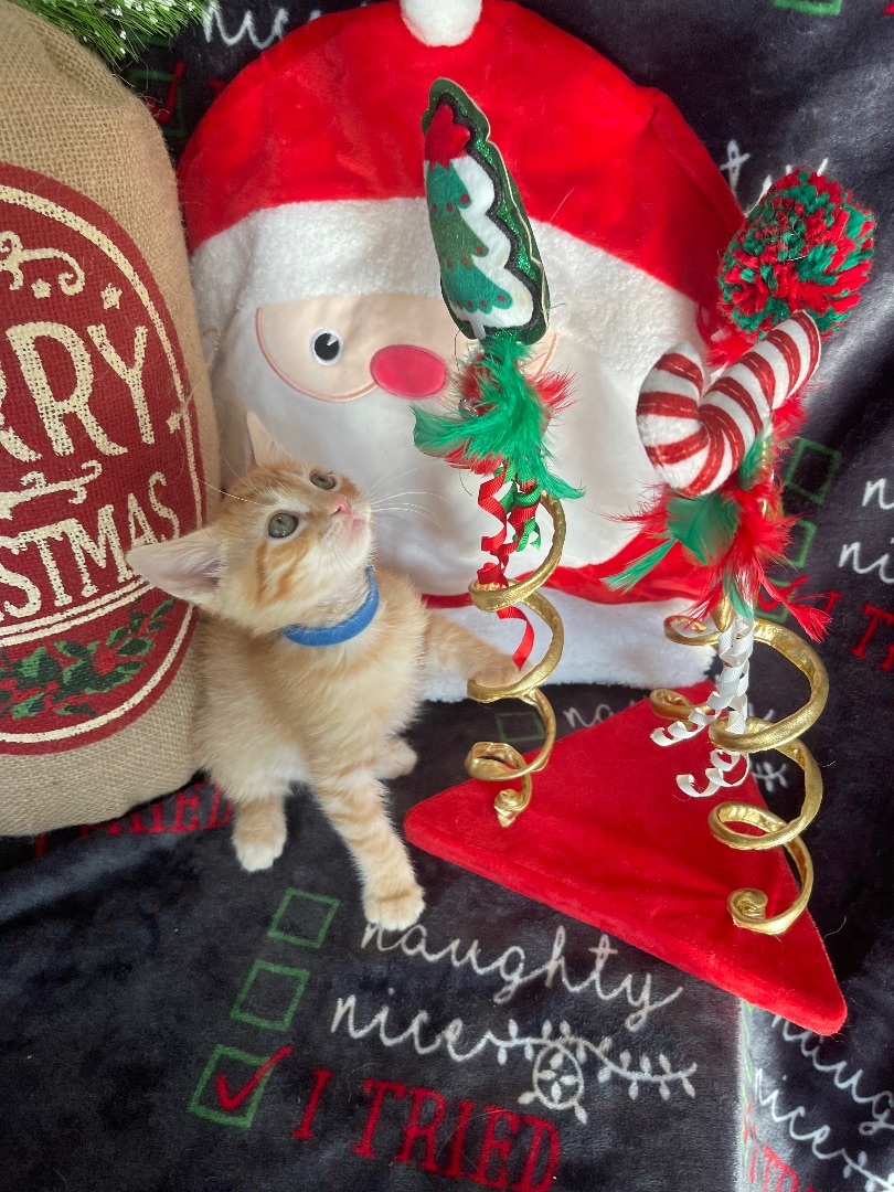 Patrick, Adopted, Kitten Male Domestic Short Hair.