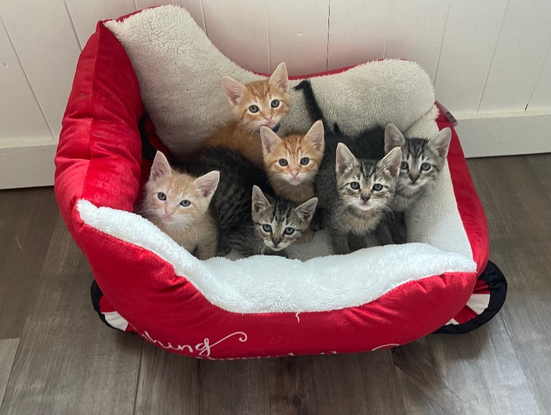 Enlarge Patrick, a Adopted Domestic Short Hair in Elk Grove, CA image 2/5