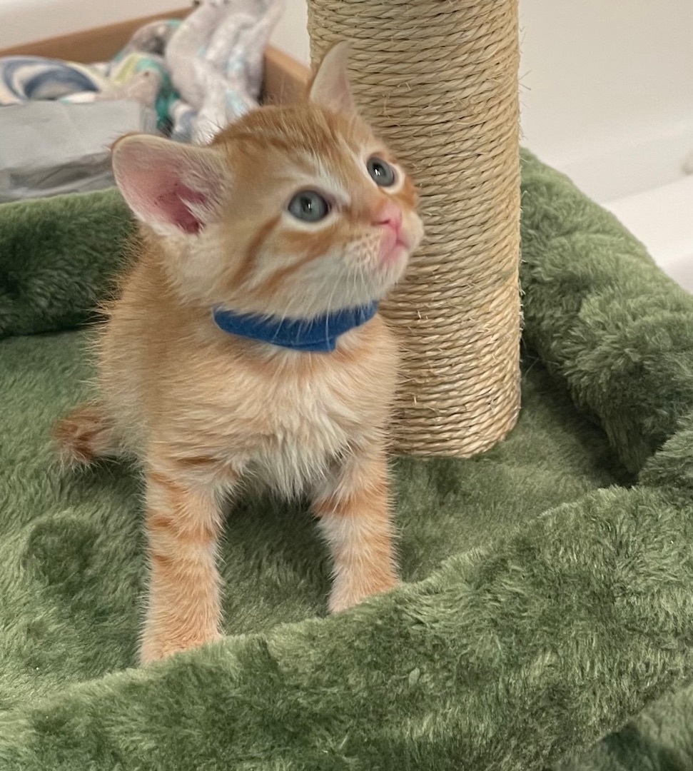 Enlarge Patrick, a Adopted Domestic Short Hair in Elk Grove, CA image 3/5