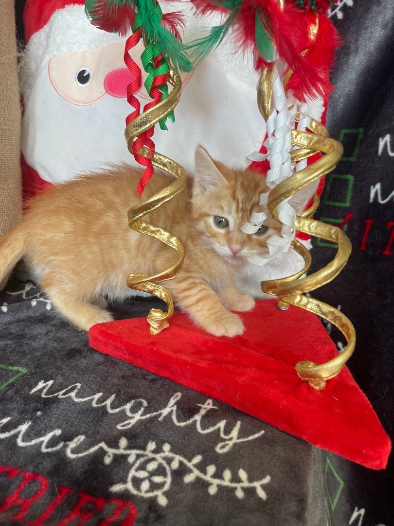 Enlarge Patrick, a Adopted Domestic Short Hair in Elk Grove, CA image 4/5