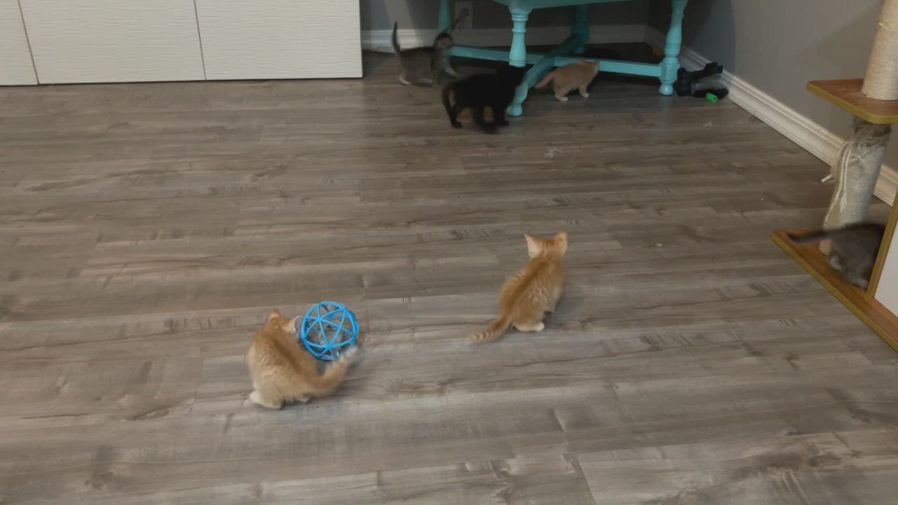 Enlarge Patrick, a Adopted Domestic Short Hair in Elk Grove, CA video 5/5