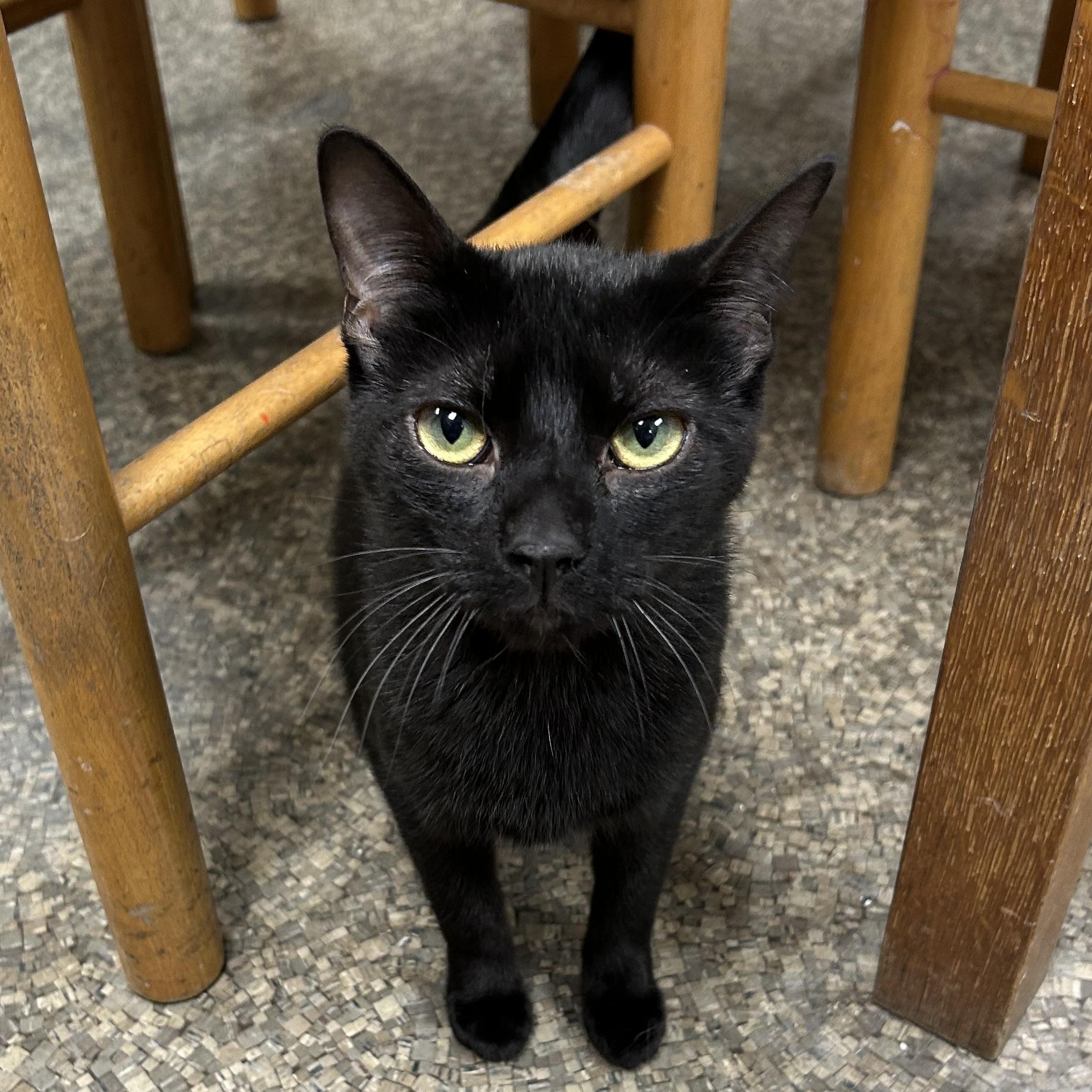 Enlarge Vanessa, a Adoptable Domestic Short Hair image 1/5