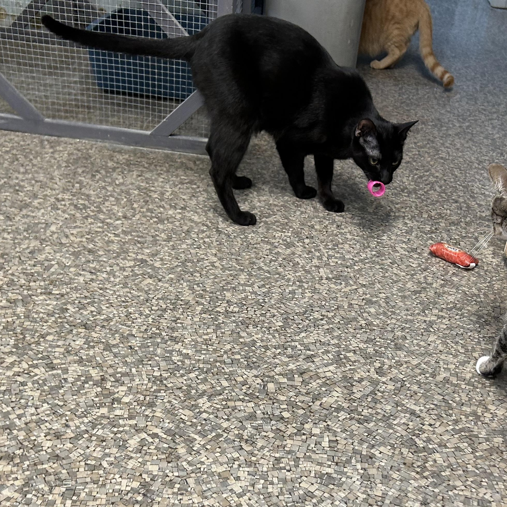 Enlarge Vanessa, a Adoptable Domestic Short Hair image 5/5