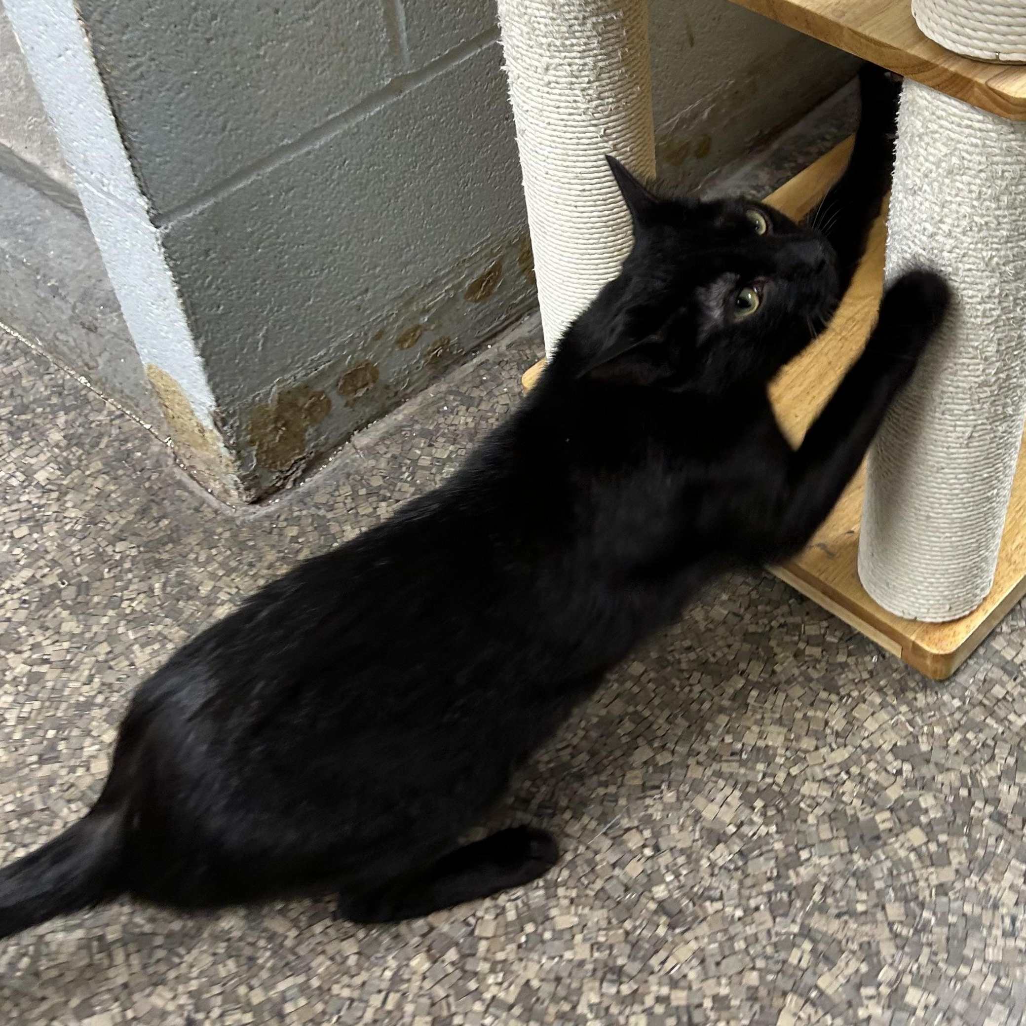 Enlarge Vanessa, a Adoptable Domestic Short Hair image 4/5