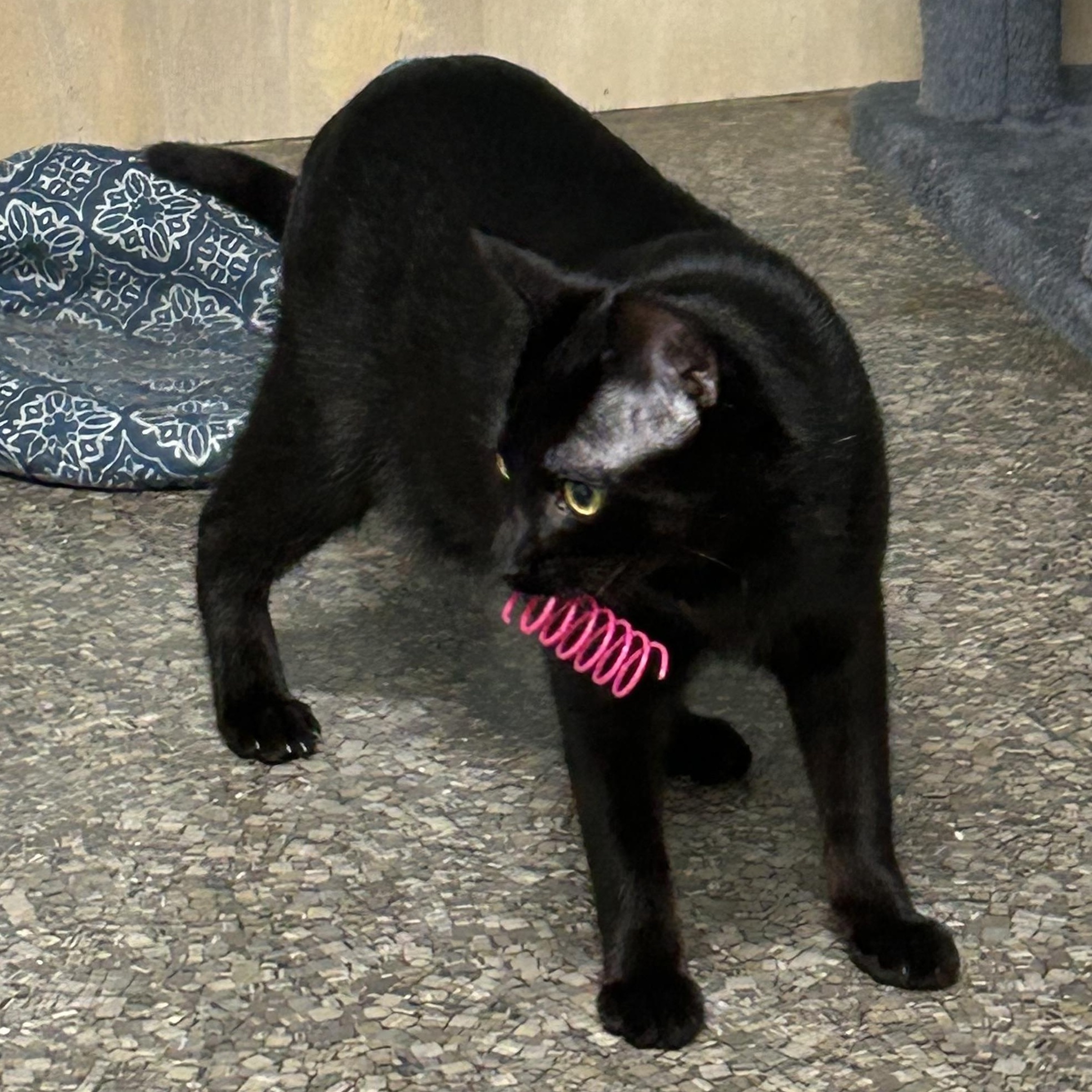 Enlarge Vanessa, a Adoptable Domestic Short Hair image 3/5