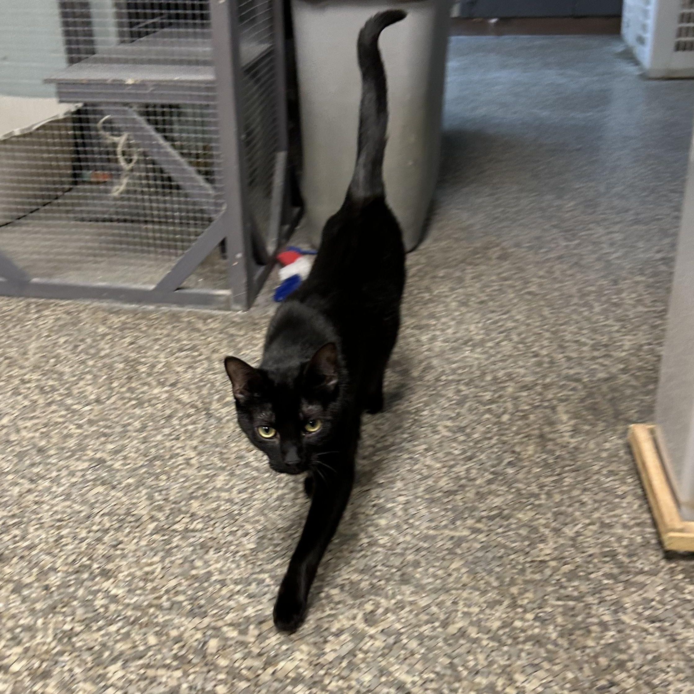 Enlarge Vanessa, a Adoptable Domestic Short Hair image 2/5