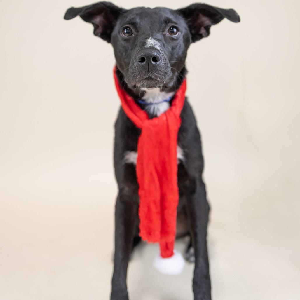 Shadow, Adoptable, Young Male Mixed Breed.