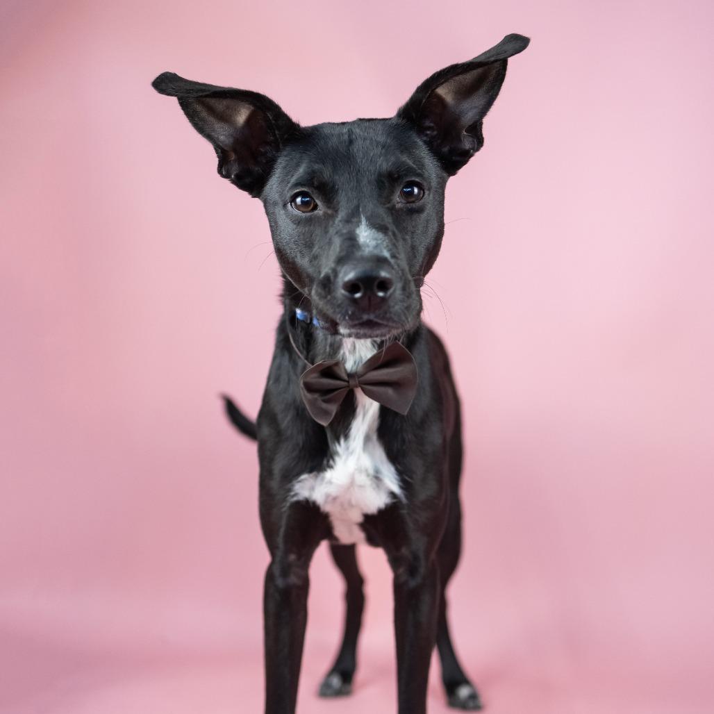 Enlarge Shadow, a Adoptable Mixed Breed in Portland, OR image 2/2