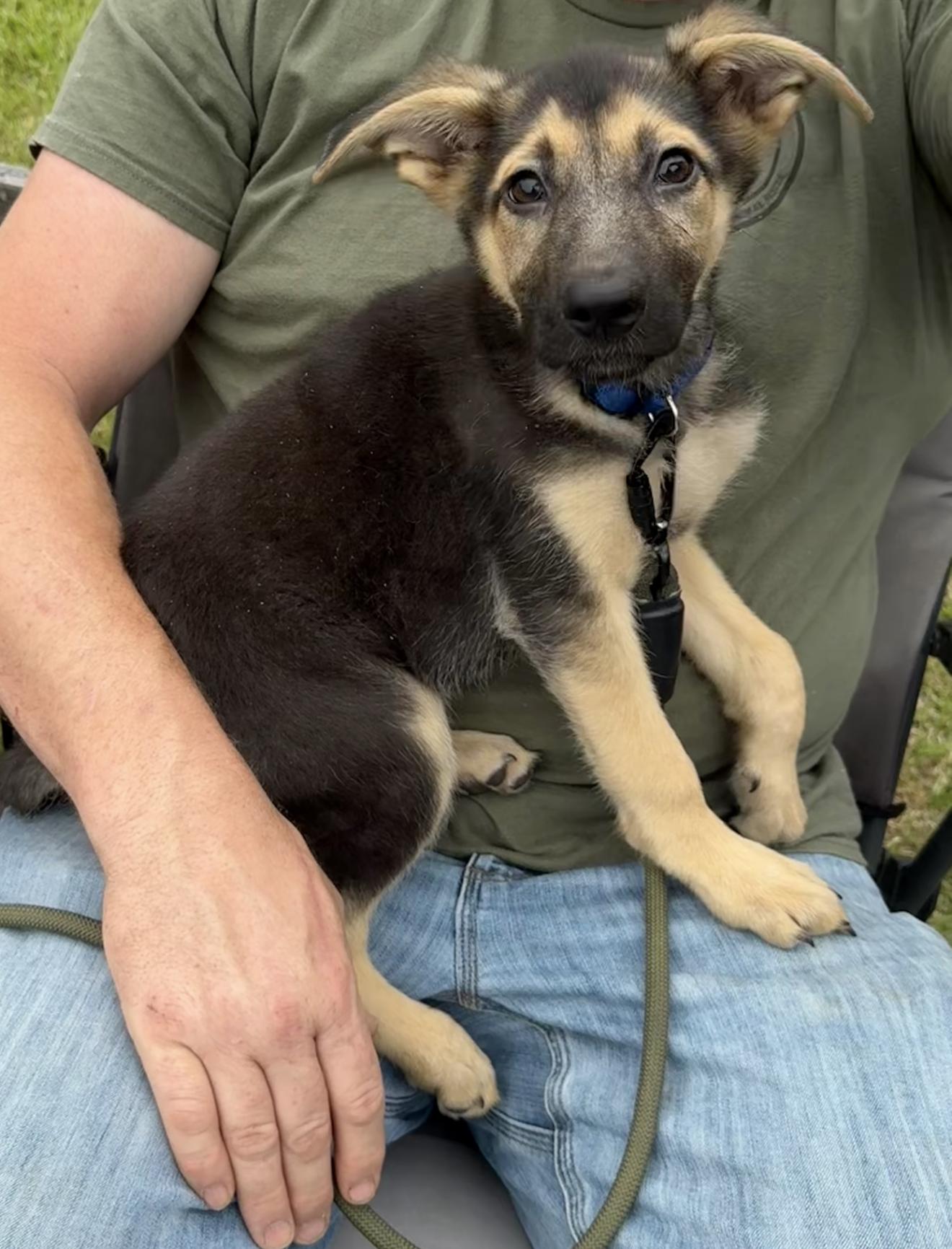 Enlarge Leia, a ADOPTABLE German Shepherd Dog in Southern Pines, NC image 1/1