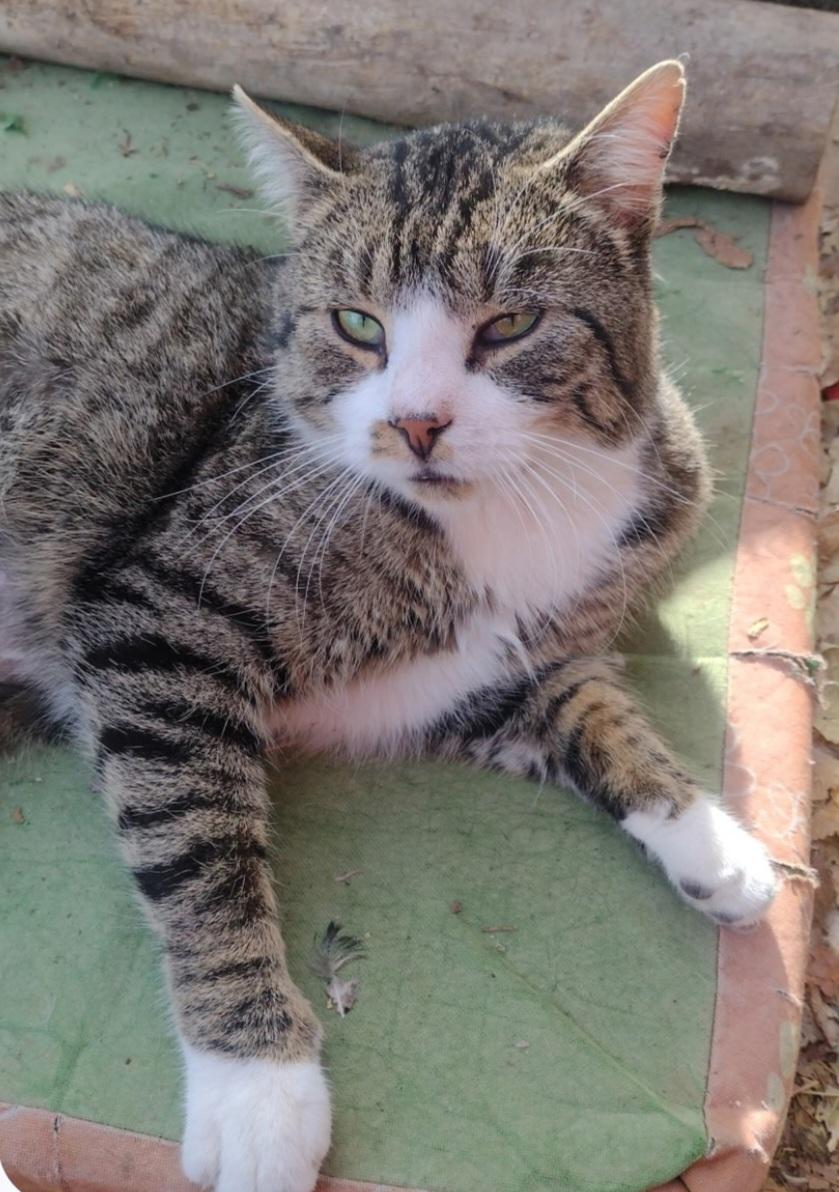 Calvin, Adoptable, Young Male Domestic Short Hair.