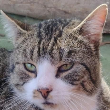 Enlarge Calvin, a Adoptable mixed breed in Buhl, ID image 5/5