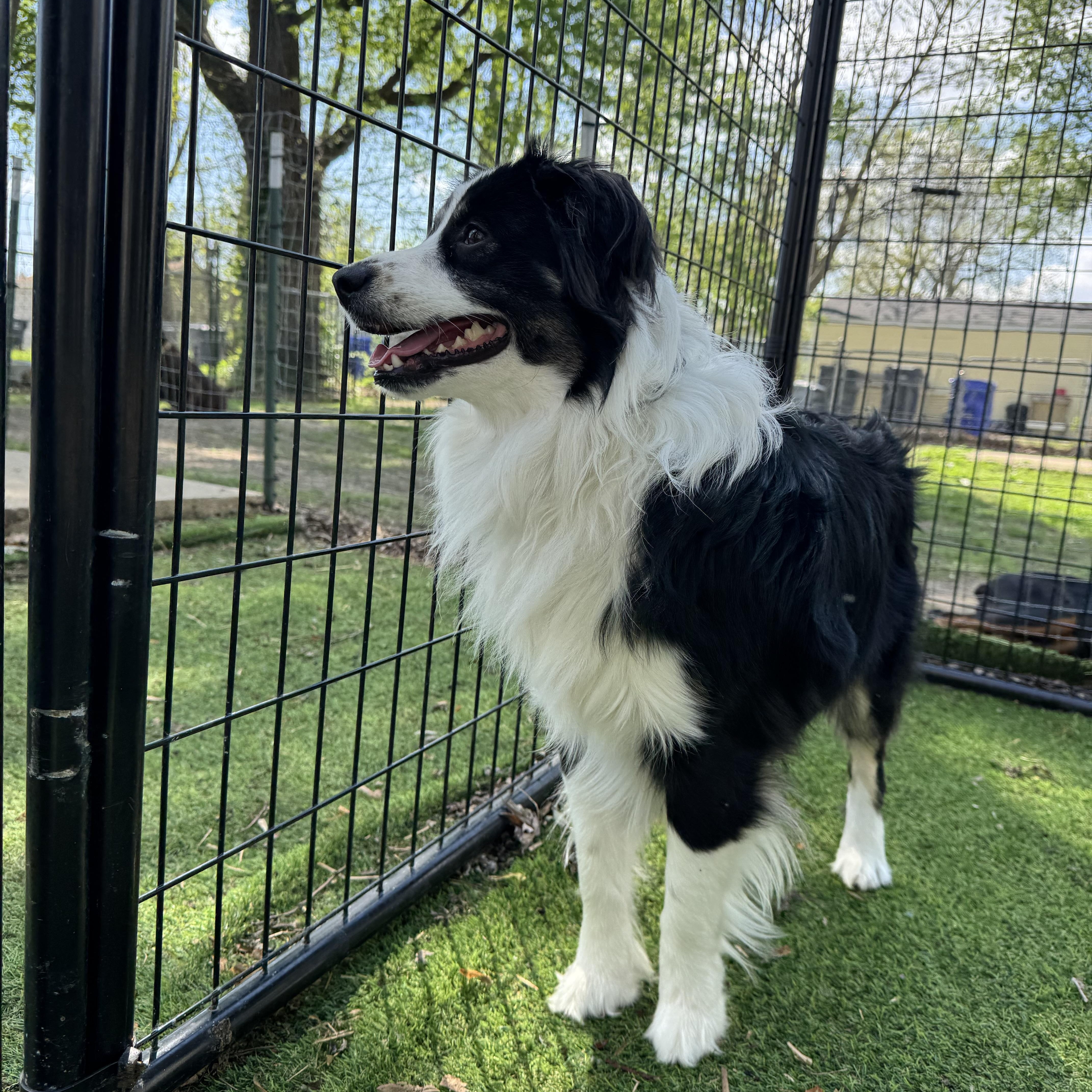 Enlarge Opie! Adorable guy! , a ADOPTABLE Australian Shepherd in RUSSIAVILLE, IN image 3/4
