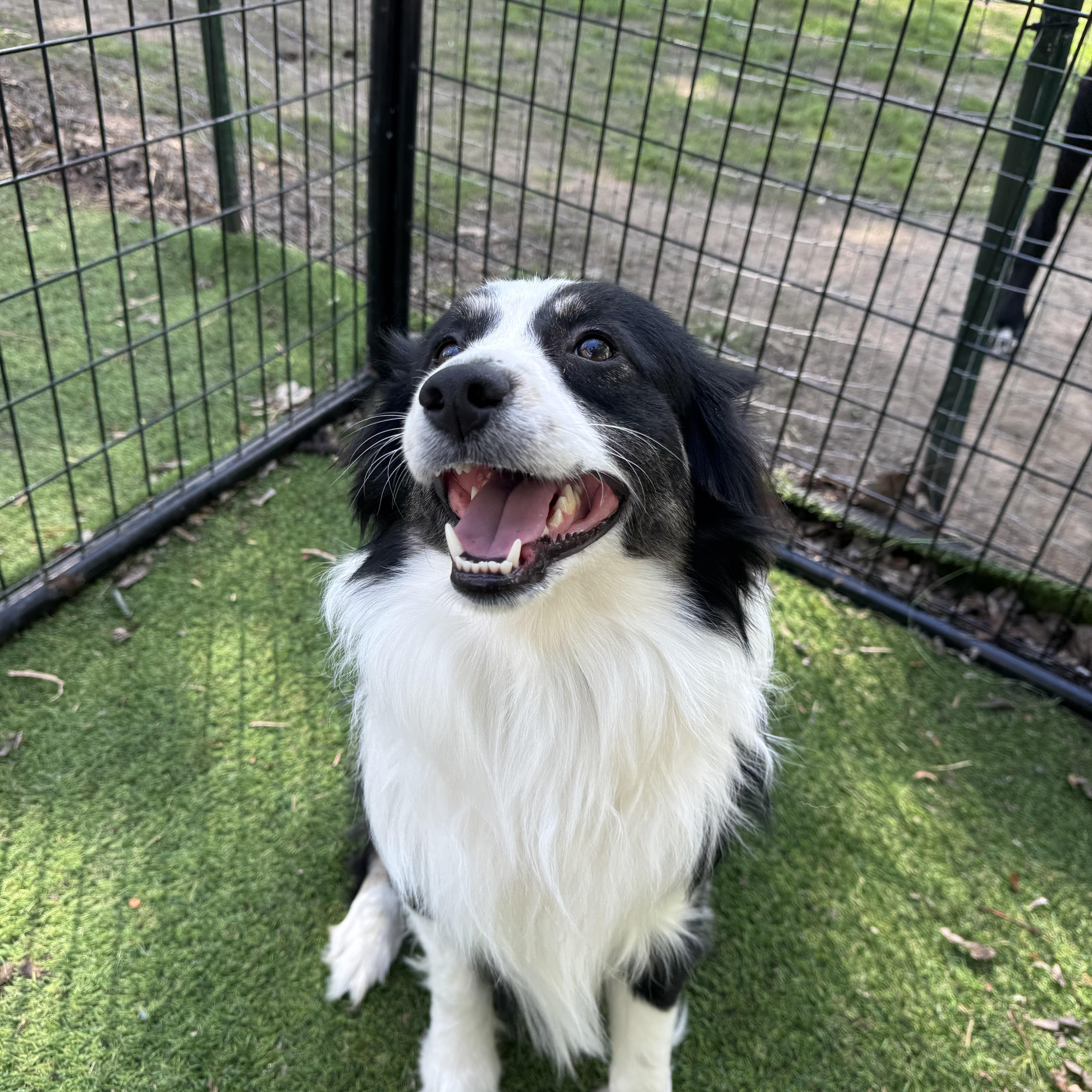Enlarge Opie! Adorable guy! , a ADOPTABLE Australian Shepherd in RUSSIAVILLE, IN image 4/4
