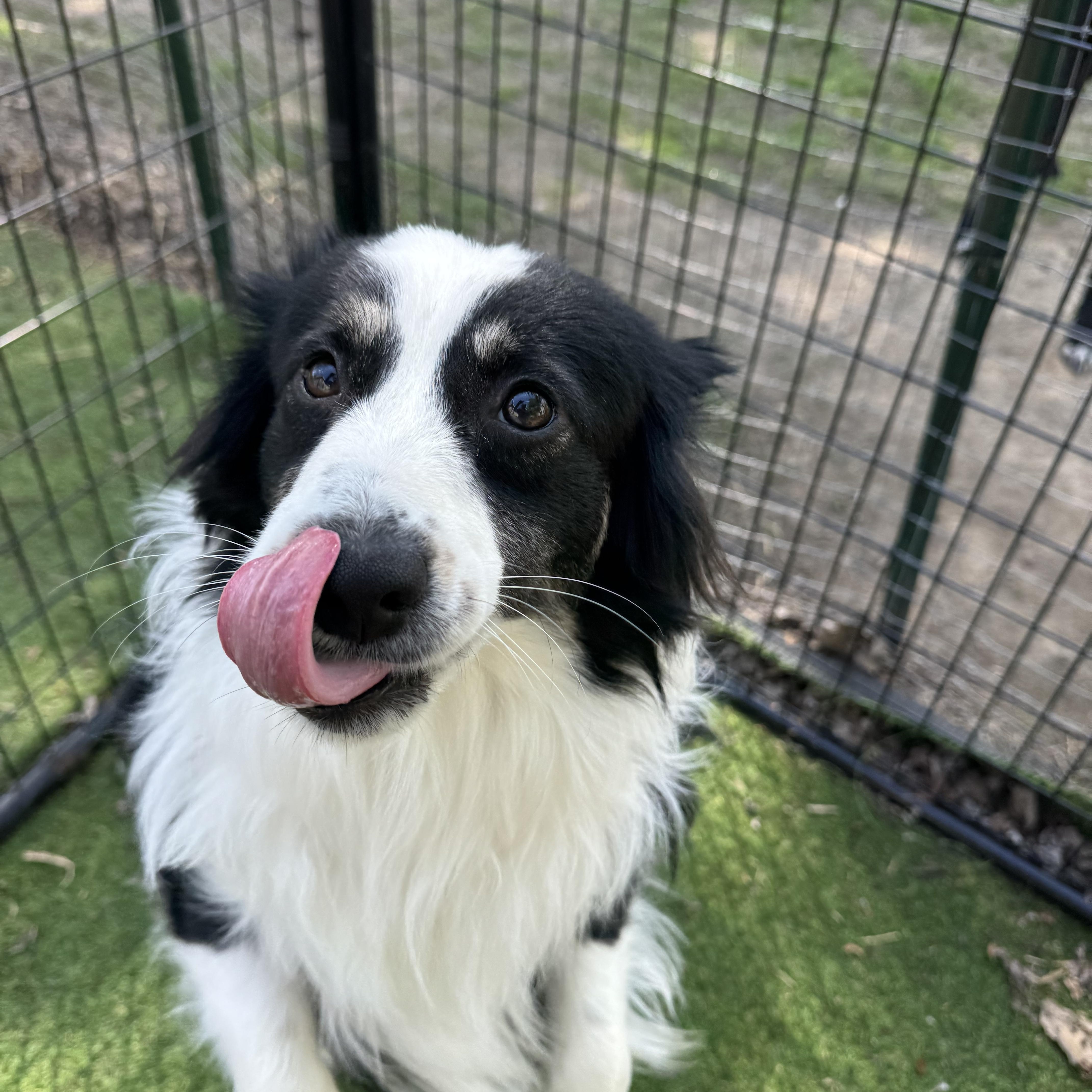 Opie! Adorable guy! , ADOPTABLE, Young Male Australian Shepherd.