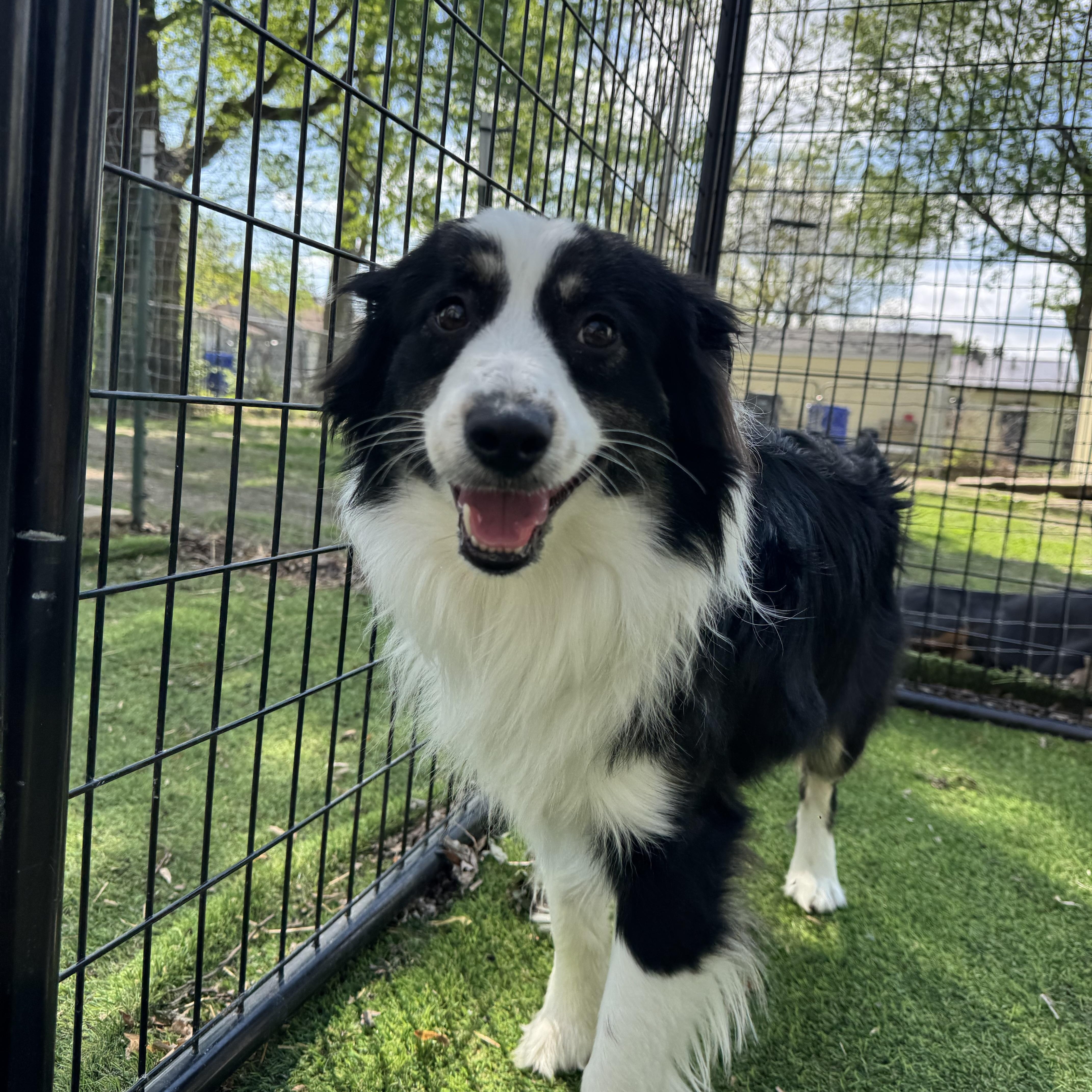 Enlarge Opie! Adorable guy! , a ADOPTABLE Australian Shepherd in RUSSIAVILLE, IN image 2/4