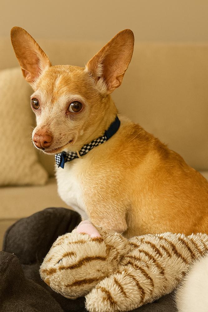 Enlarge Max, a Adoptable mixed breed in Lafayette, CO image 1/6