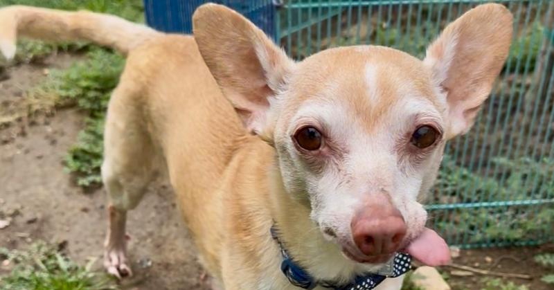 Enlarge Max, a Adoptable mixed breed in Lafayette, CO image 2/6