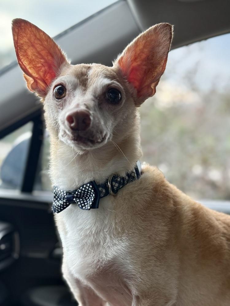 Enlarge Max, a Adoptable mixed breed in Lafayette, CO image 3/6