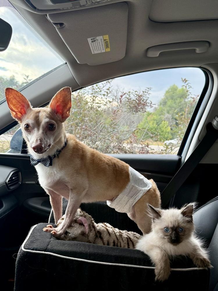 Enlarge Max, a Adoptable mixed breed in Lafayette, CO image 4/6