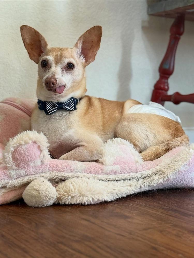 Enlarge Max, a Adoptable mixed breed in Lafayette, CO image 5/6