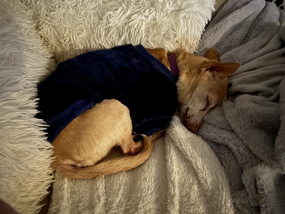 Enlarge Max, a Adoptable mixed breed in Lafayette, CO image 6/6