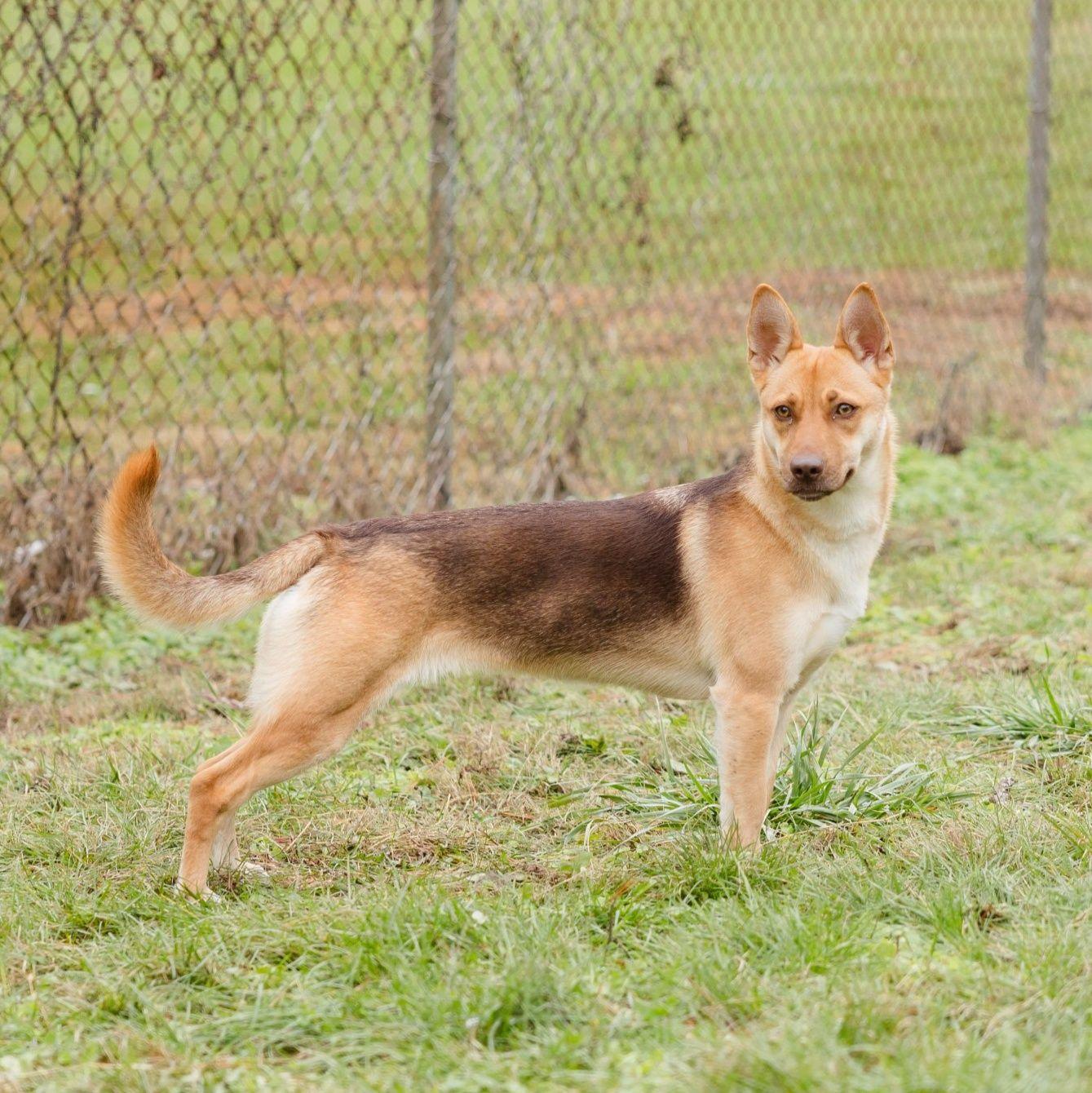 Enlarge Hazel Grace, a ADOPTABLE mixed breed in Newburgh, IN image 1/1