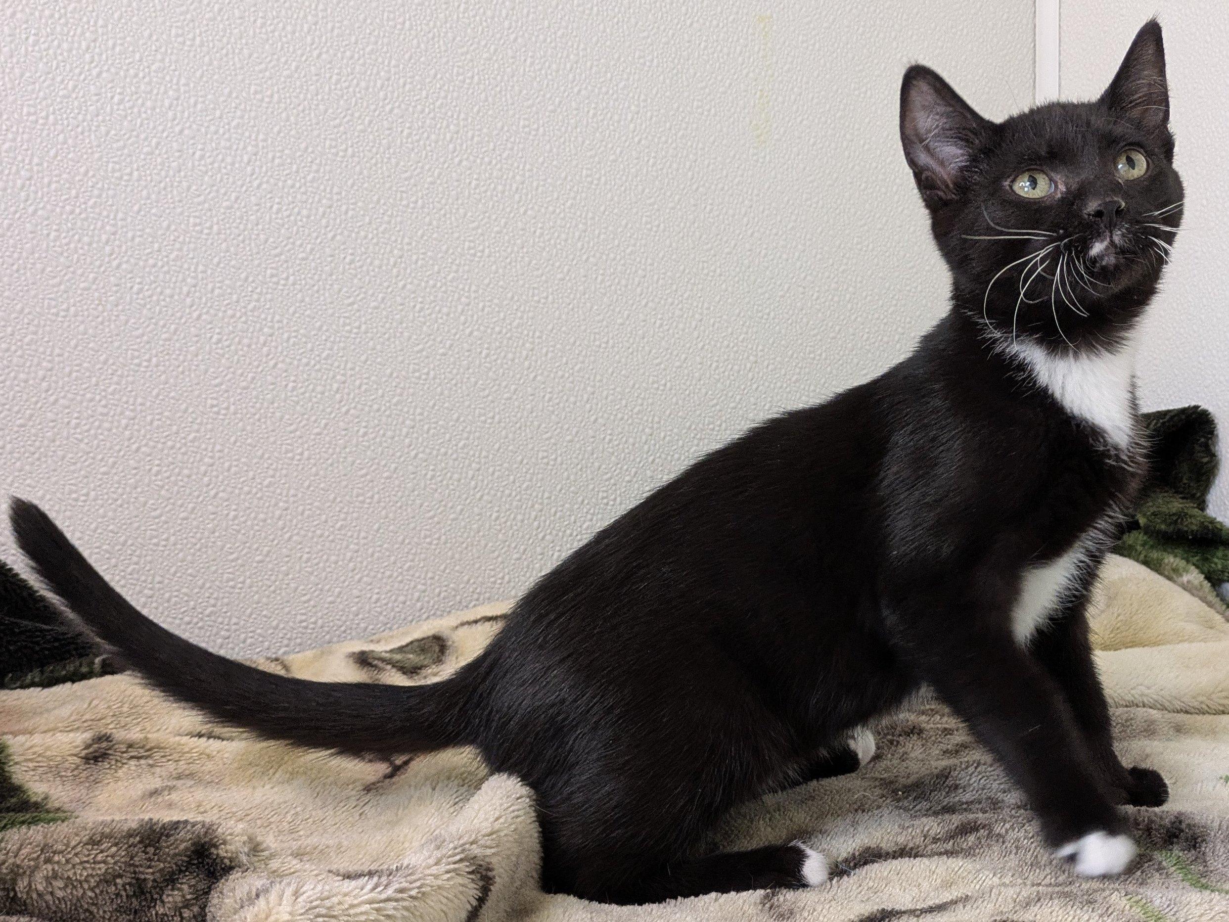 Hershey, an adoptable Tuxedo, Domestic Short Hair in Republic, WA, 99166 | Photo Image 4