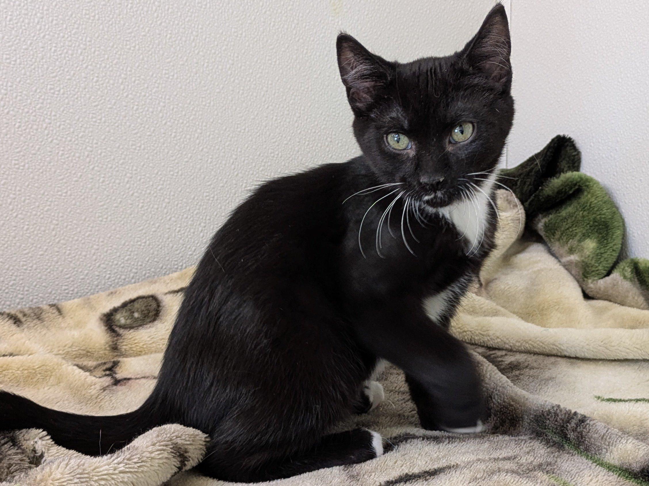 Hershey, an adoptable Tuxedo, Domestic Short Hair in Republic, WA, 99166 | Photo Image 2