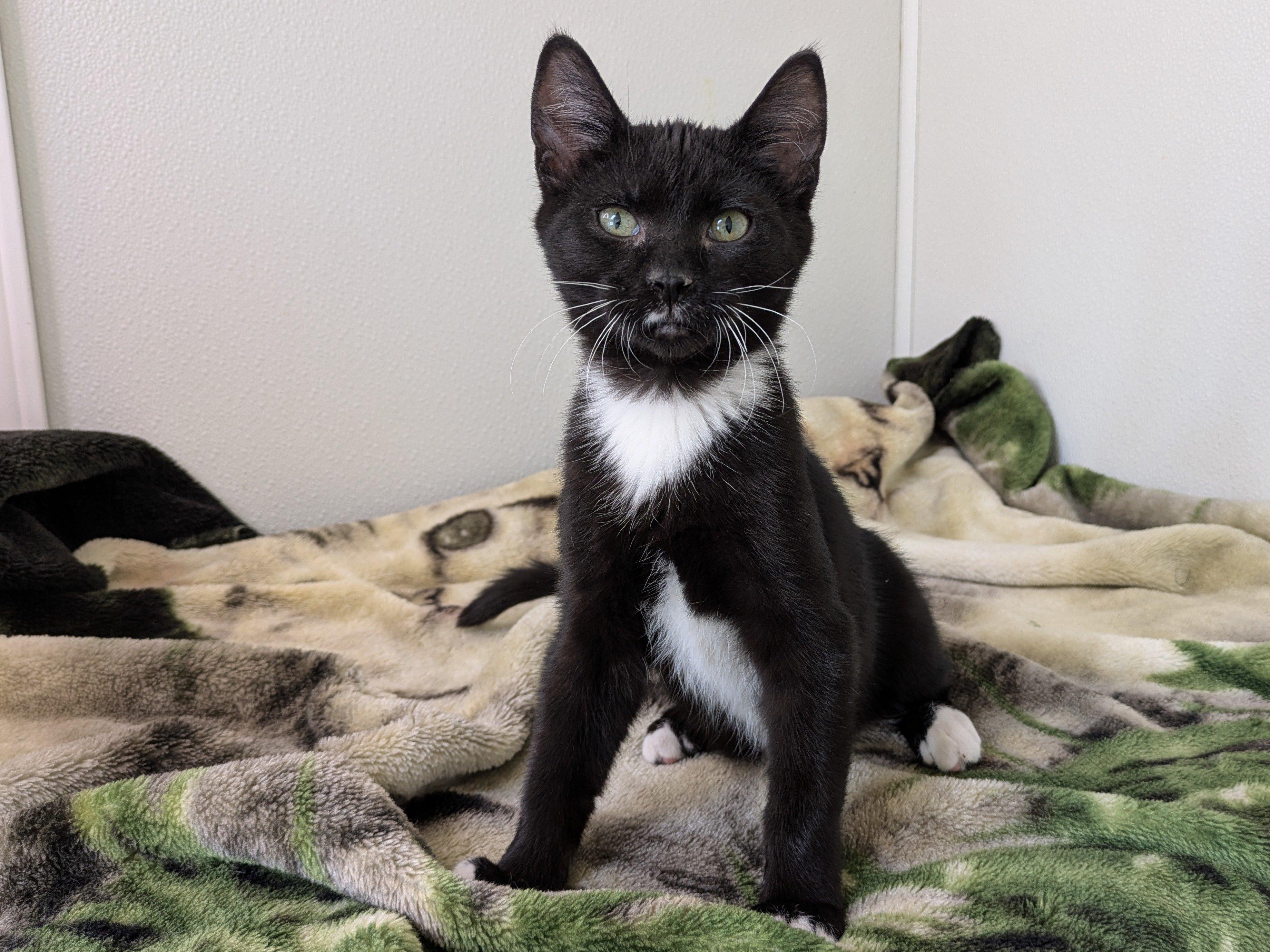 Hershey, an adoptable Tuxedo, Domestic Short Hair in Republic, WA, 99166 | Photo Image 5