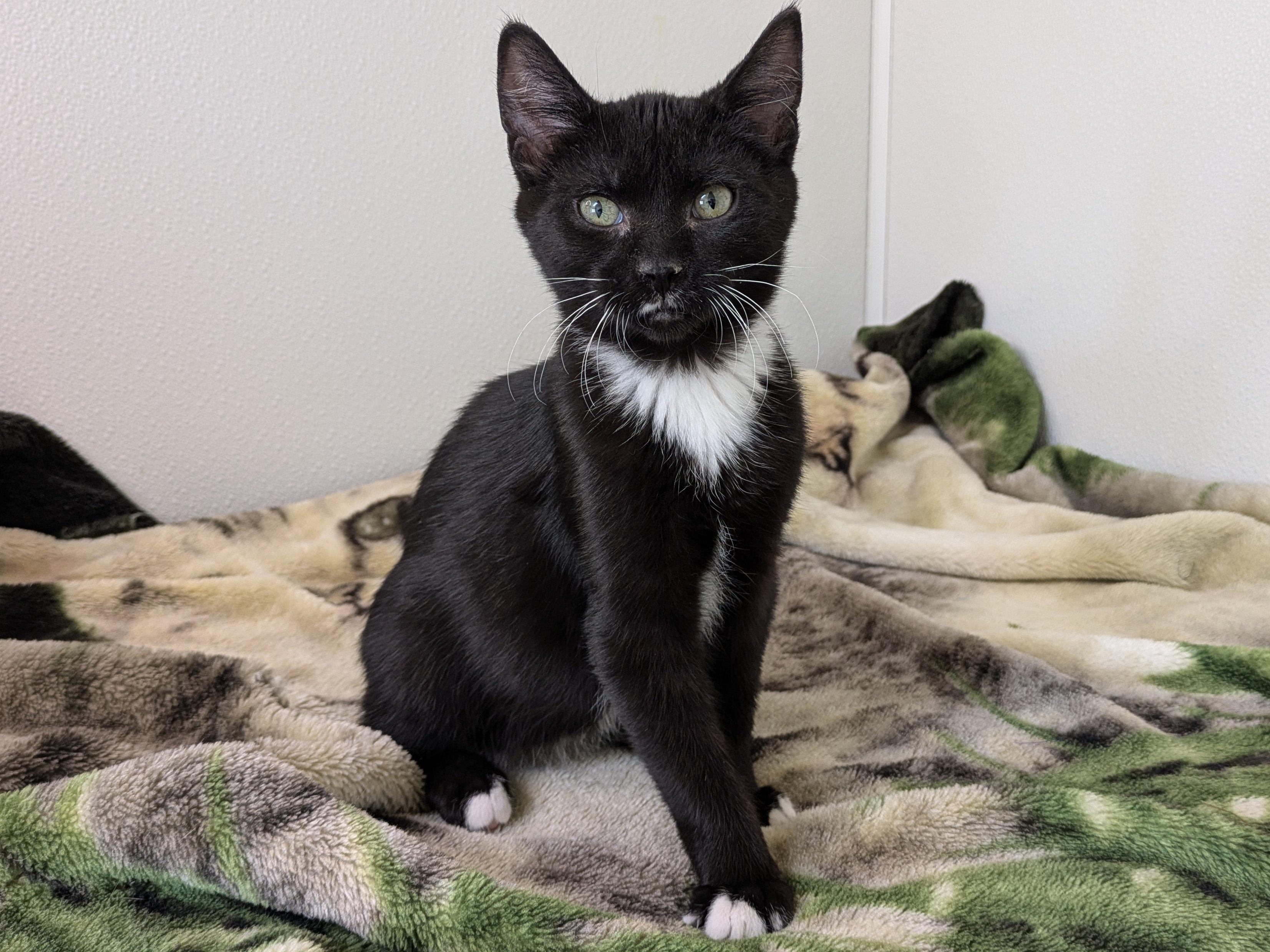 Hershey, an adoptable Tuxedo, Domestic Short Hair in Republic, WA, 99166 | Photo Image 3