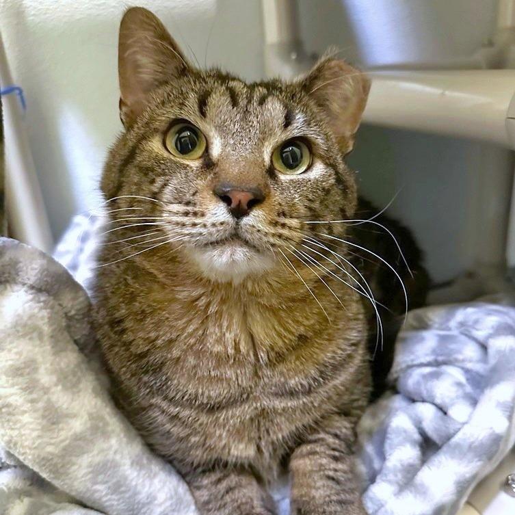 The Great Gazoo, Adoptable, Adult Male Domestic Short Hair & Domestic Short Hair.