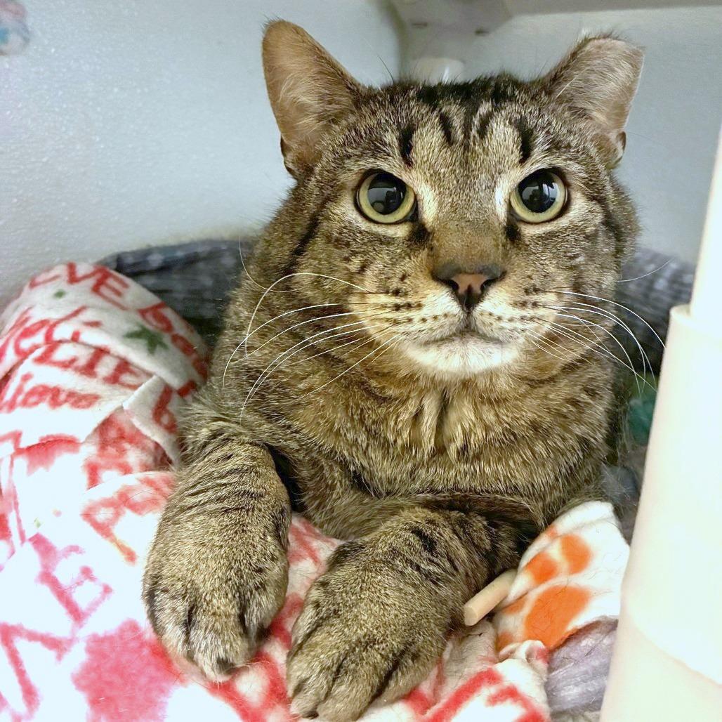 The Great Gazoo, a Adoptable mixed breed in Woodinville, WA image 3/6