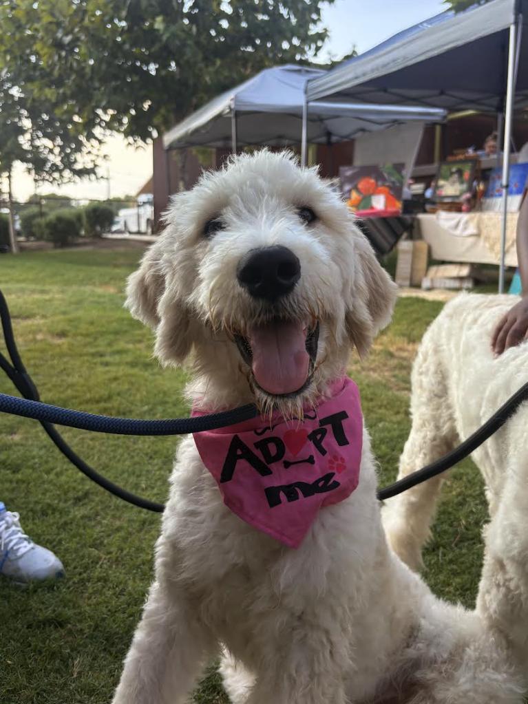Parker, an adoptable Goldendoodle in Pflugerville, TX, 78660 | Photo Image 1