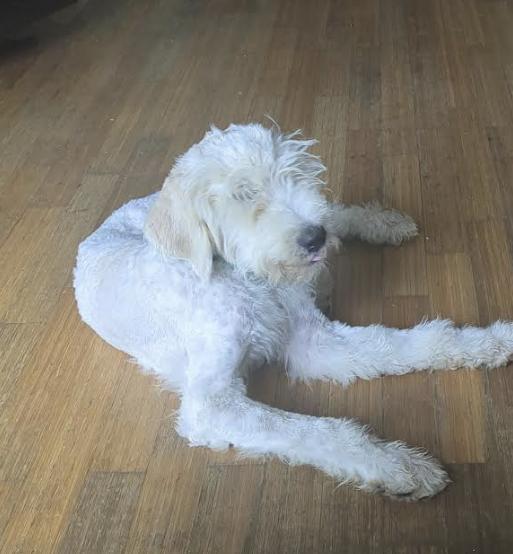 Parker, an adoptable Goldendoodle in Pflugerville, TX, 78660 | Photo Image 5