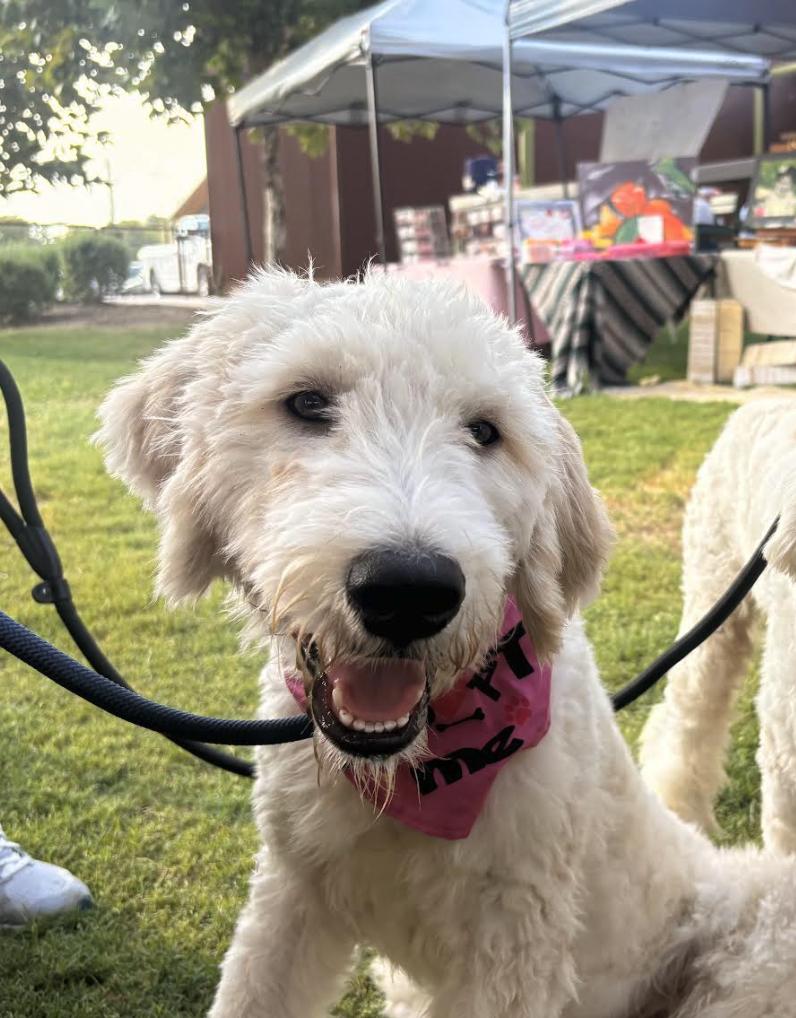 Parker, an adoptable Goldendoodle in Pflugerville, TX, 78660 | Photo Image 2