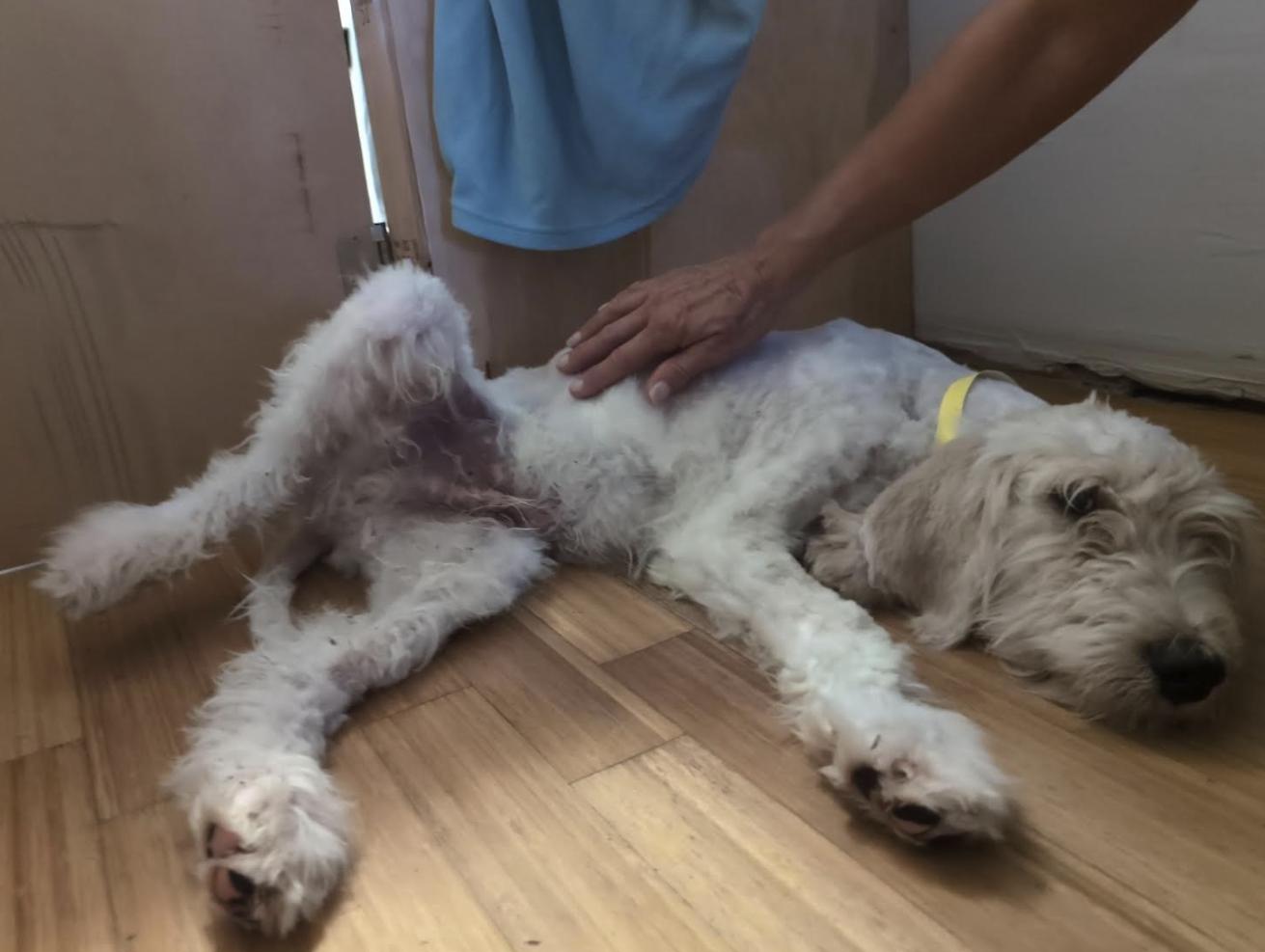 Parker, an adoptable Goldendoodle in Pflugerville, TX, 78660 | Photo Image 4
