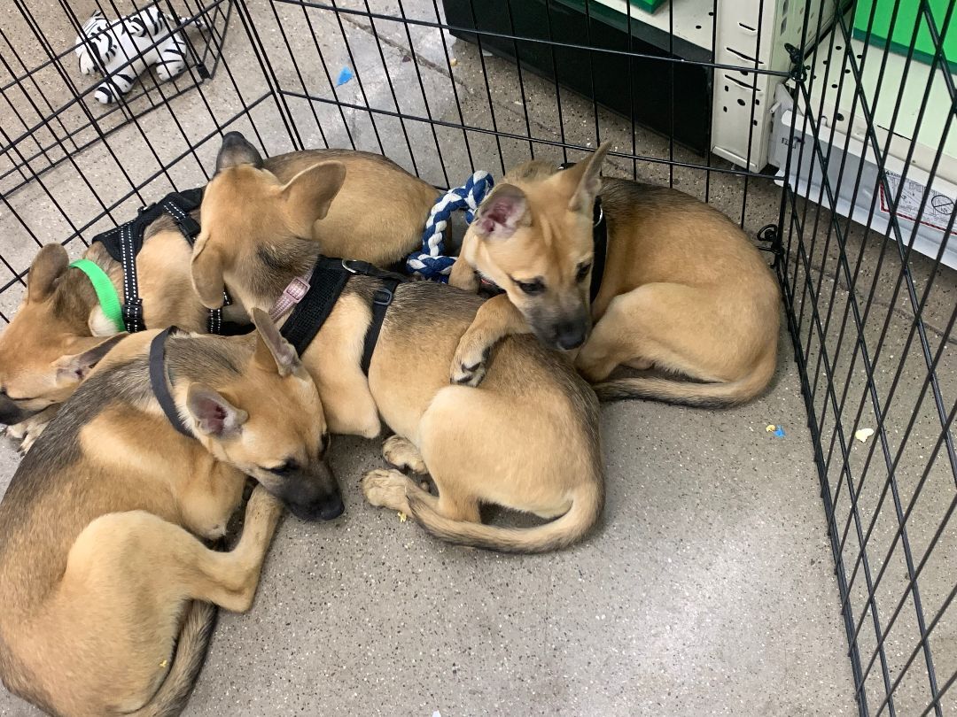 Jesse James, Adopted, Puppy Male Siberian Husky & German Shepherd Dog.