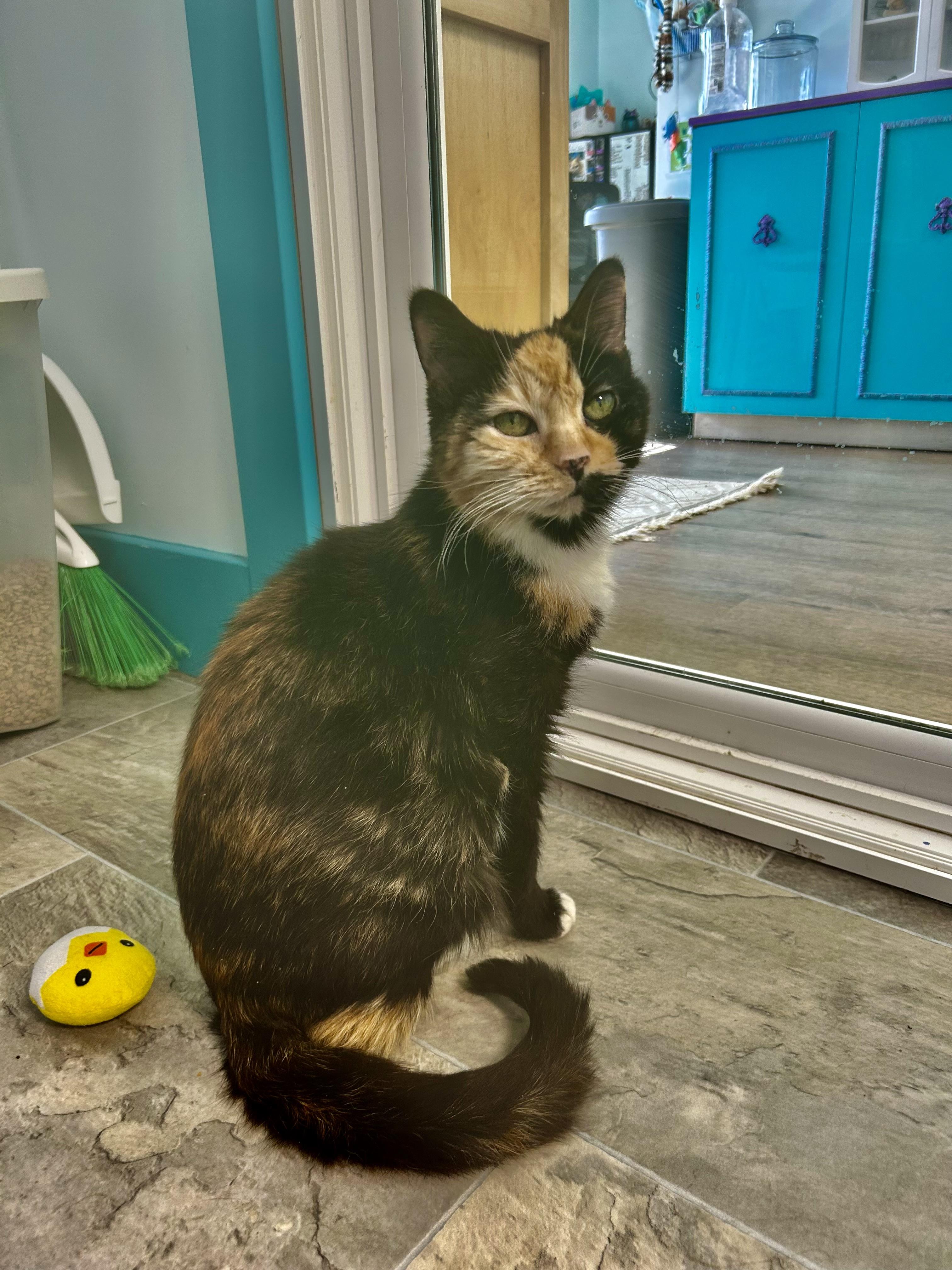 Enlarge Prism, a ADOPTABLE Calico in Grand Rapids, MI image 6/6