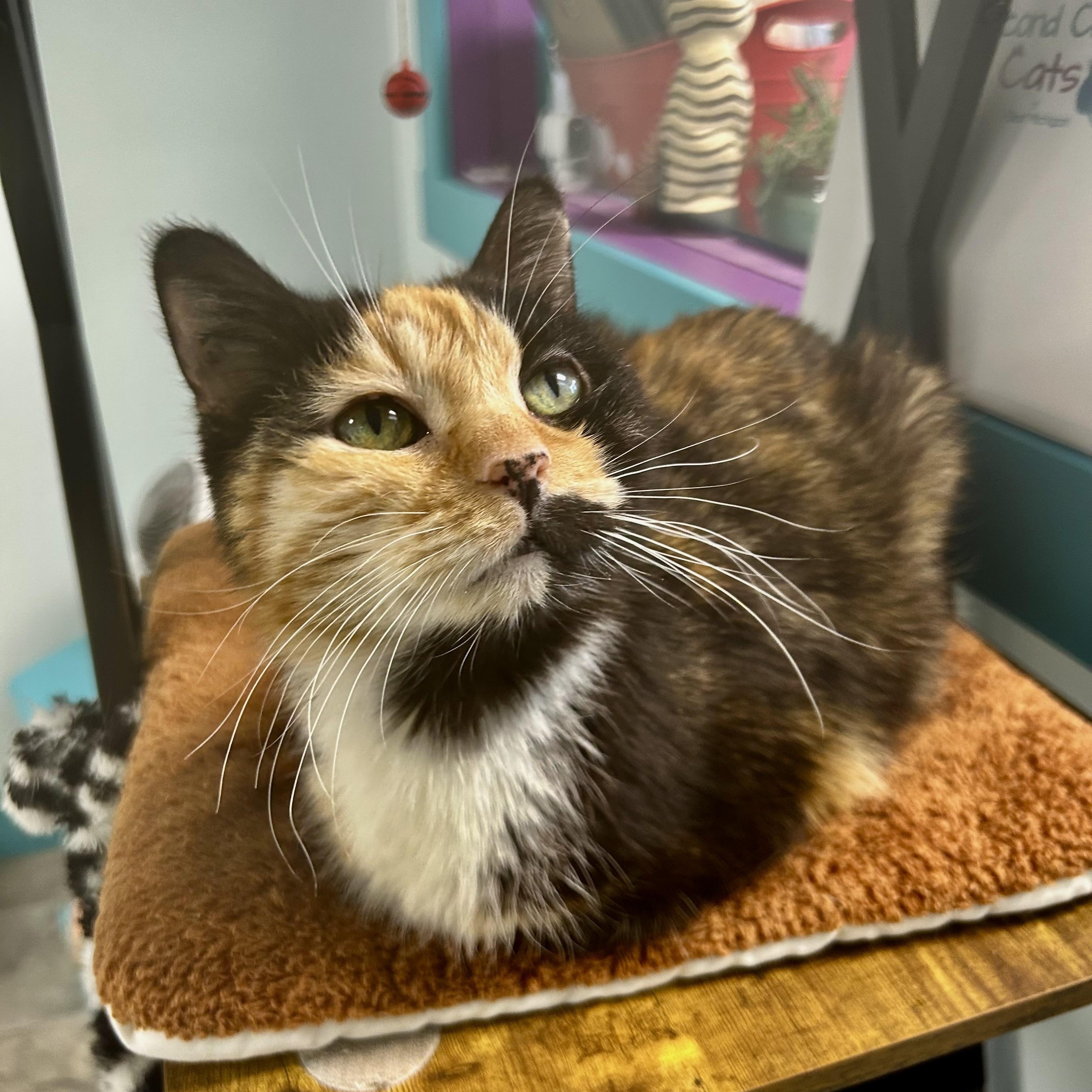 Enlarge Prism, a ADOPTABLE Calico in Grand Rapids, MI image 5/6