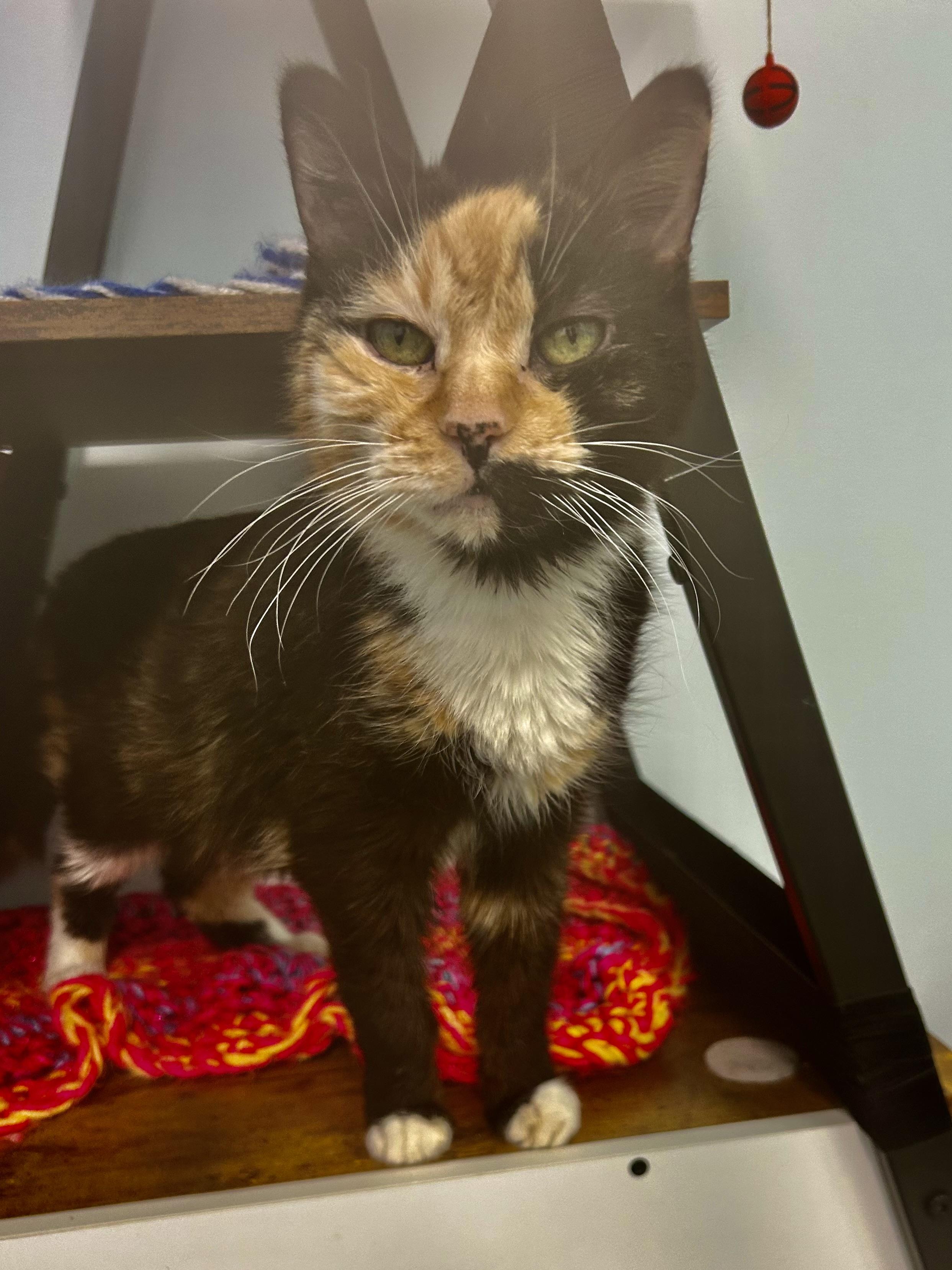 Enlarge Prism, a ADOPTABLE Calico in Grand Rapids, MI image 4/6