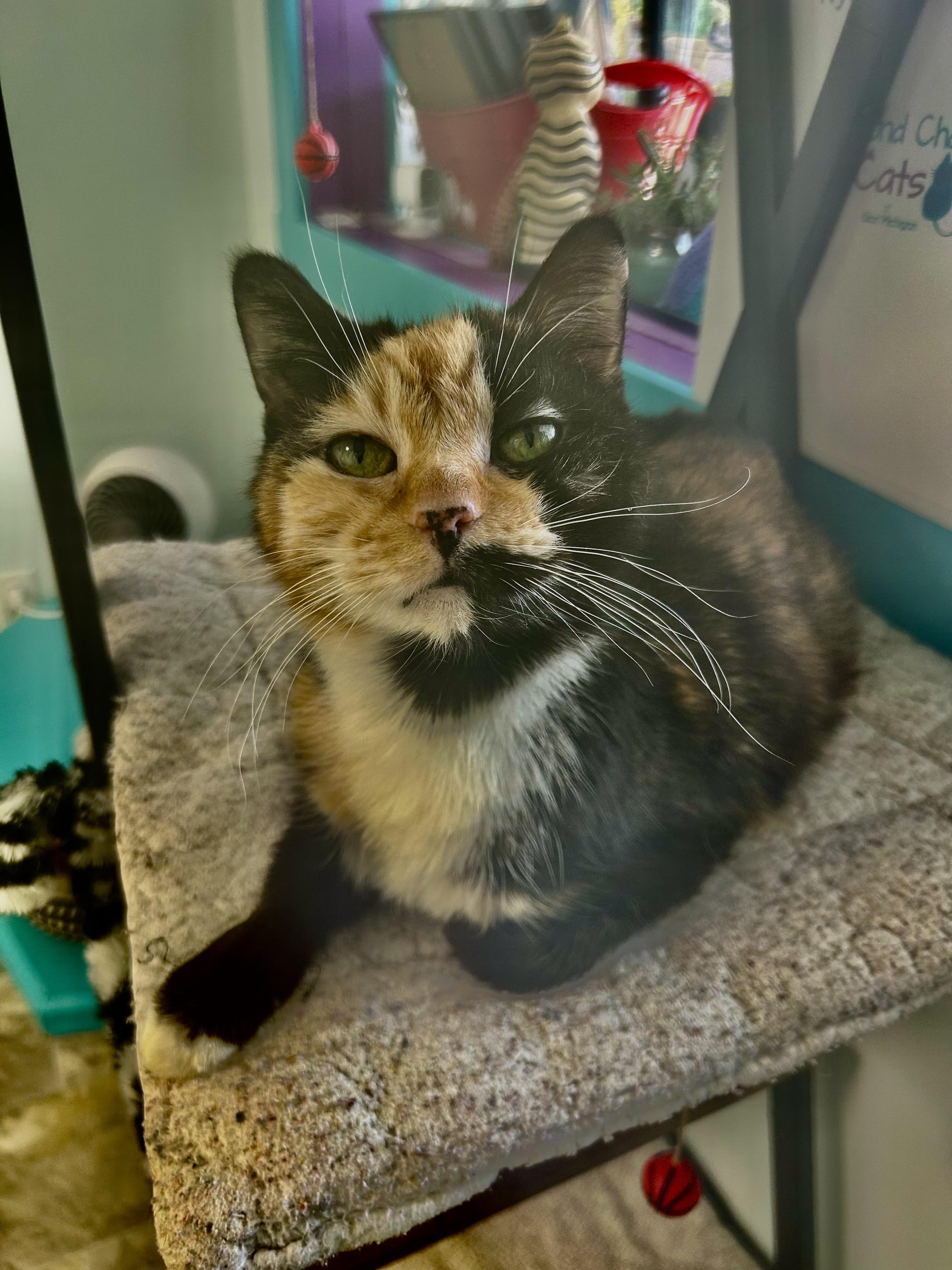 Prism, ADOPTABLE, Senior Female Calico.