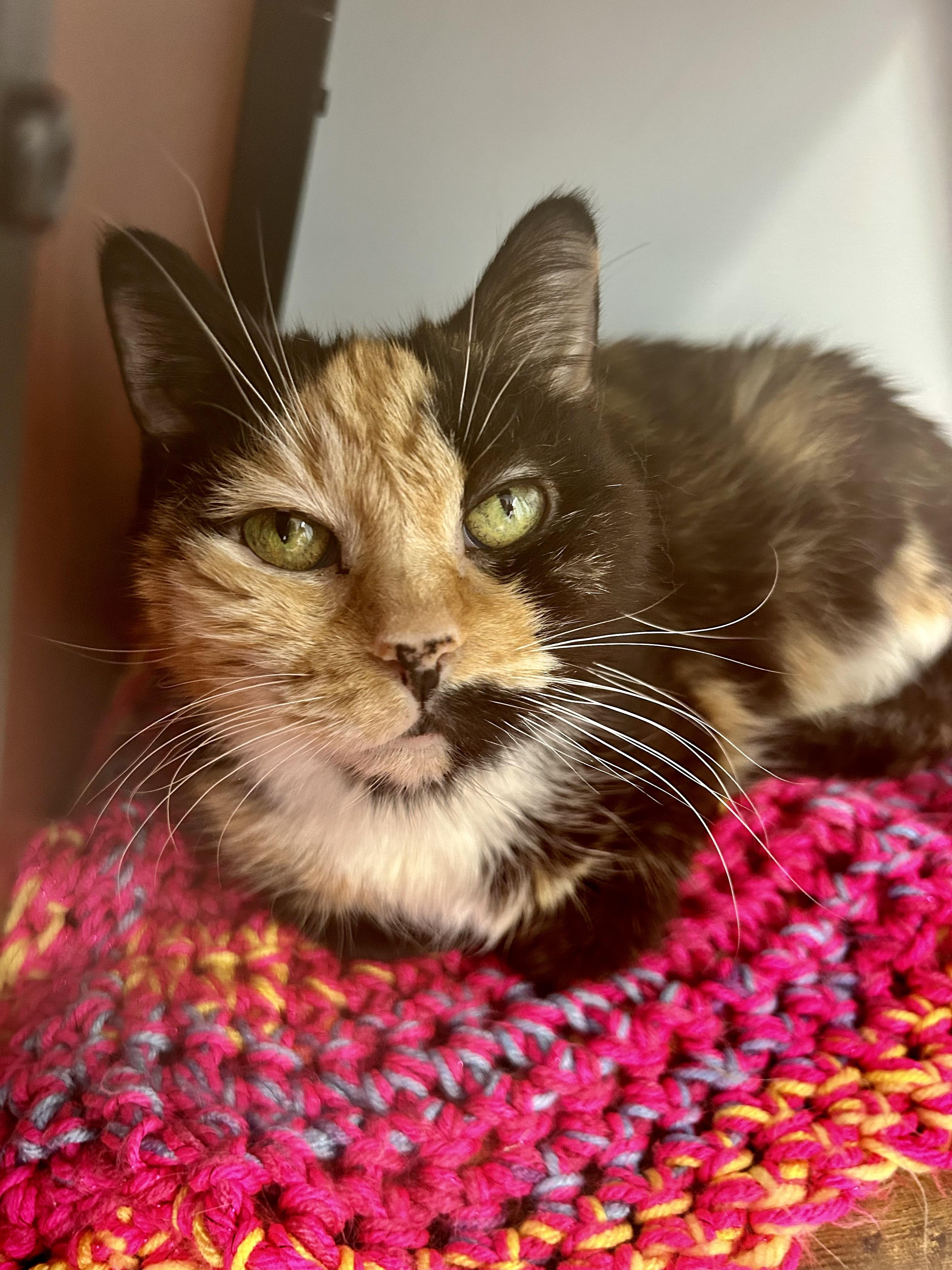 Enlarge Prism, a ADOPTABLE Calico in Grand Rapids, MI image 2/6