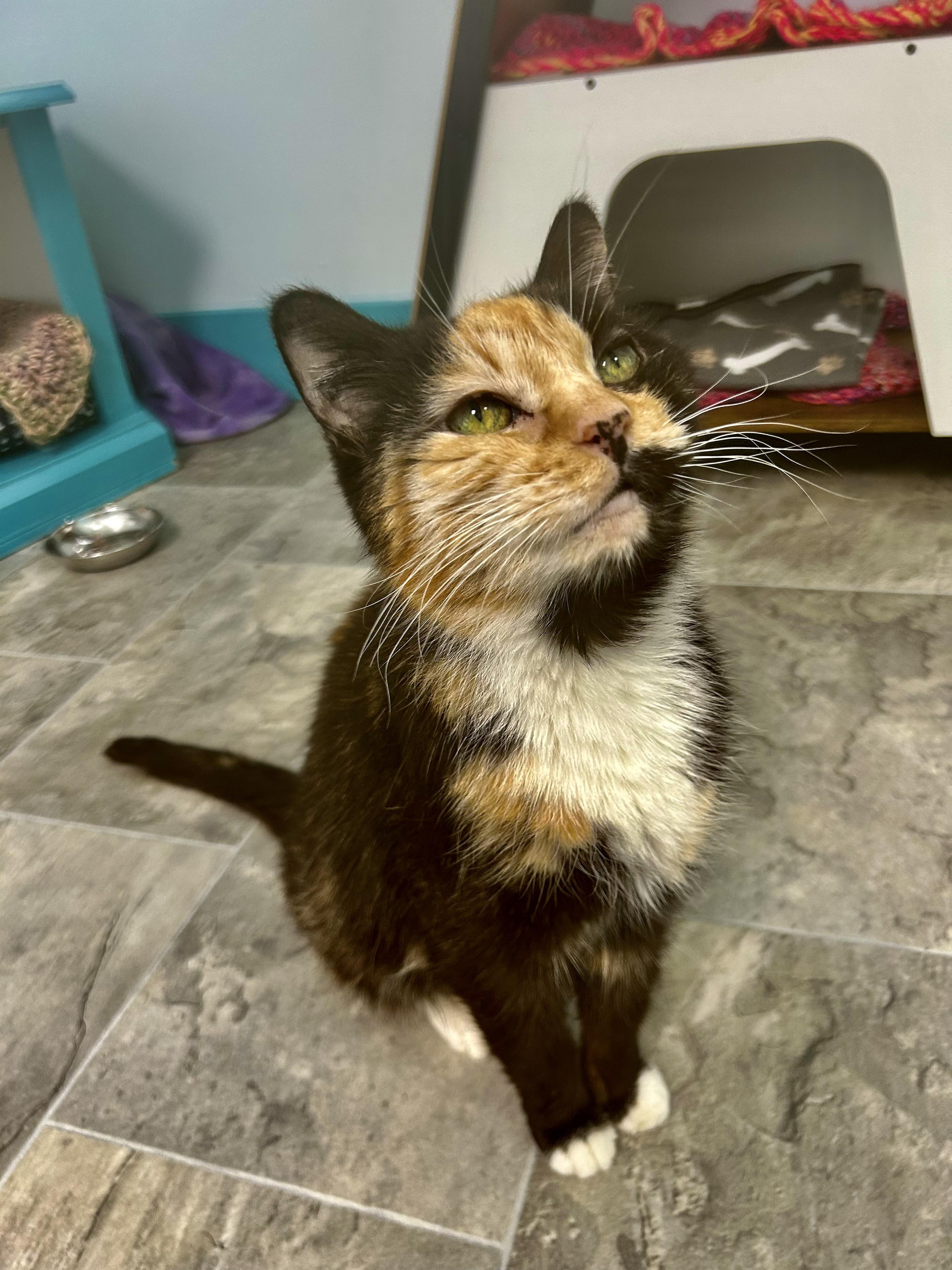 Enlarge Prism, a ADOPTABLE Calico in Grand Rapids, MI image 3/6