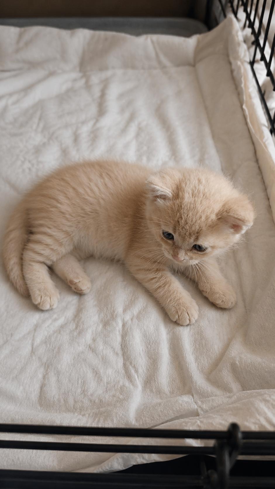 Zed, a Adoptable Domestic Short Hair in Rio Linda, CA image 1/2