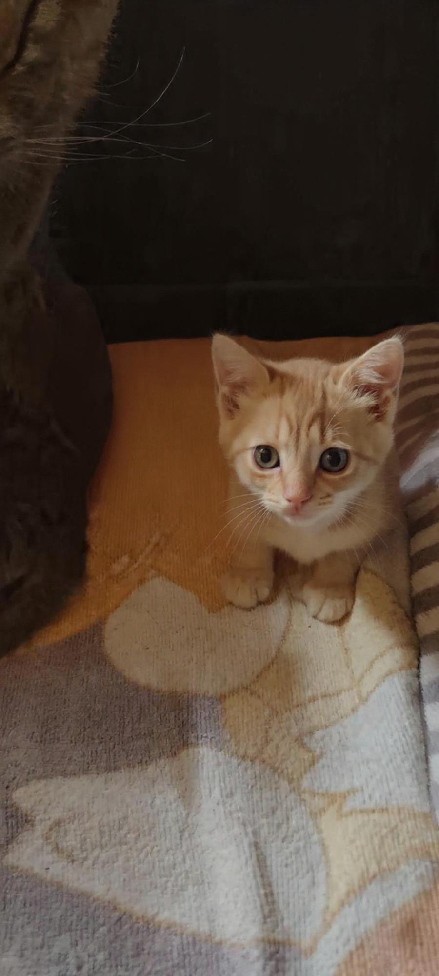 Zed, a Adoptable Domestic Short Hair in Rio Linda, CA image 2/2