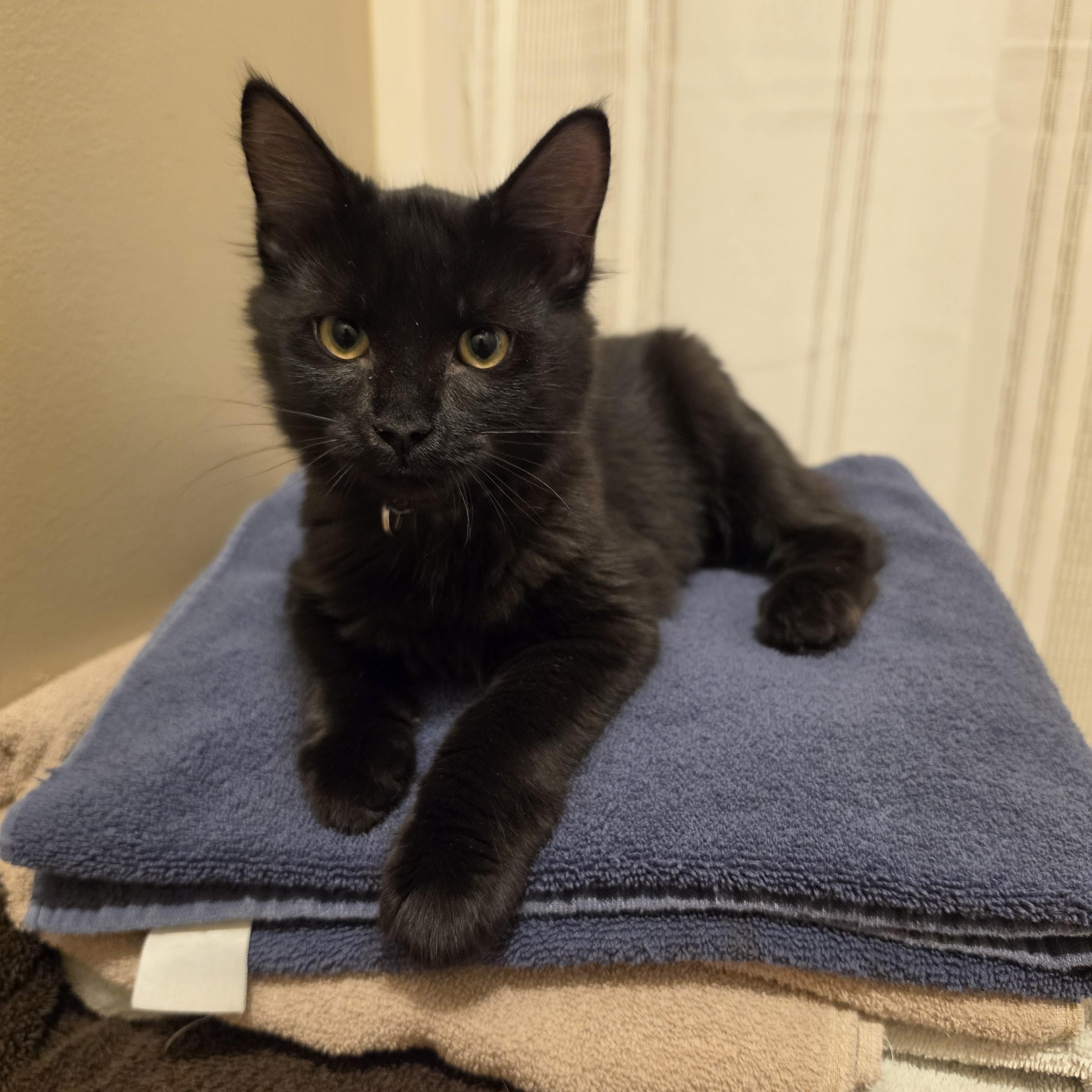 Rain, ADOPTABLE, Young Female Domestic Medium Hair.