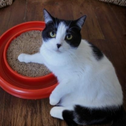 Enlarge Paley, an adoptable Domestic Short Hair in Greensburg, PA image 5/6